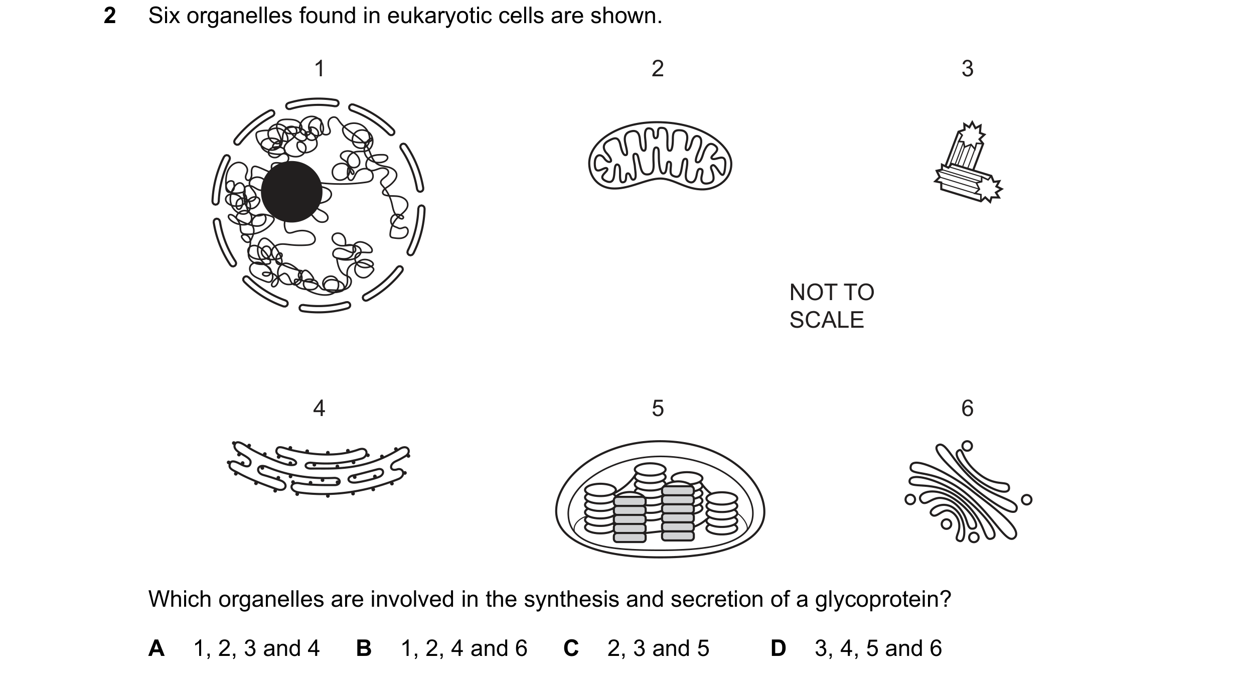 Question 319: Six organelles found in eukaryotic cells are shown. 1 2 3 NOT TO SCALE 4 5 6 Which organelles are involved in the synthesis and secretion o…