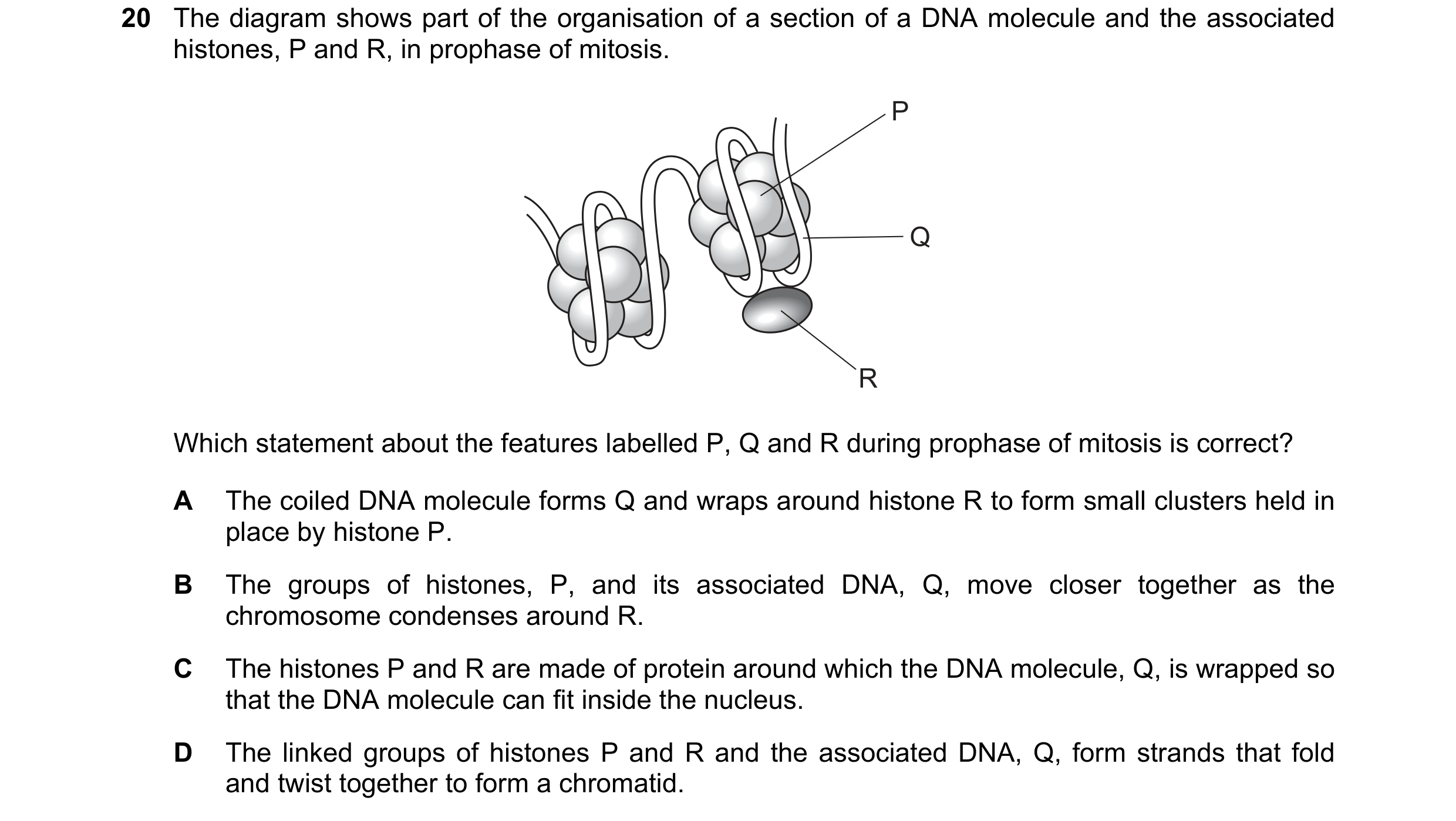Question 108: The diagram shows part of the organisation of a section of a DNA molecule and the associated histones, P and R, in prophase of mitosis. P Q…