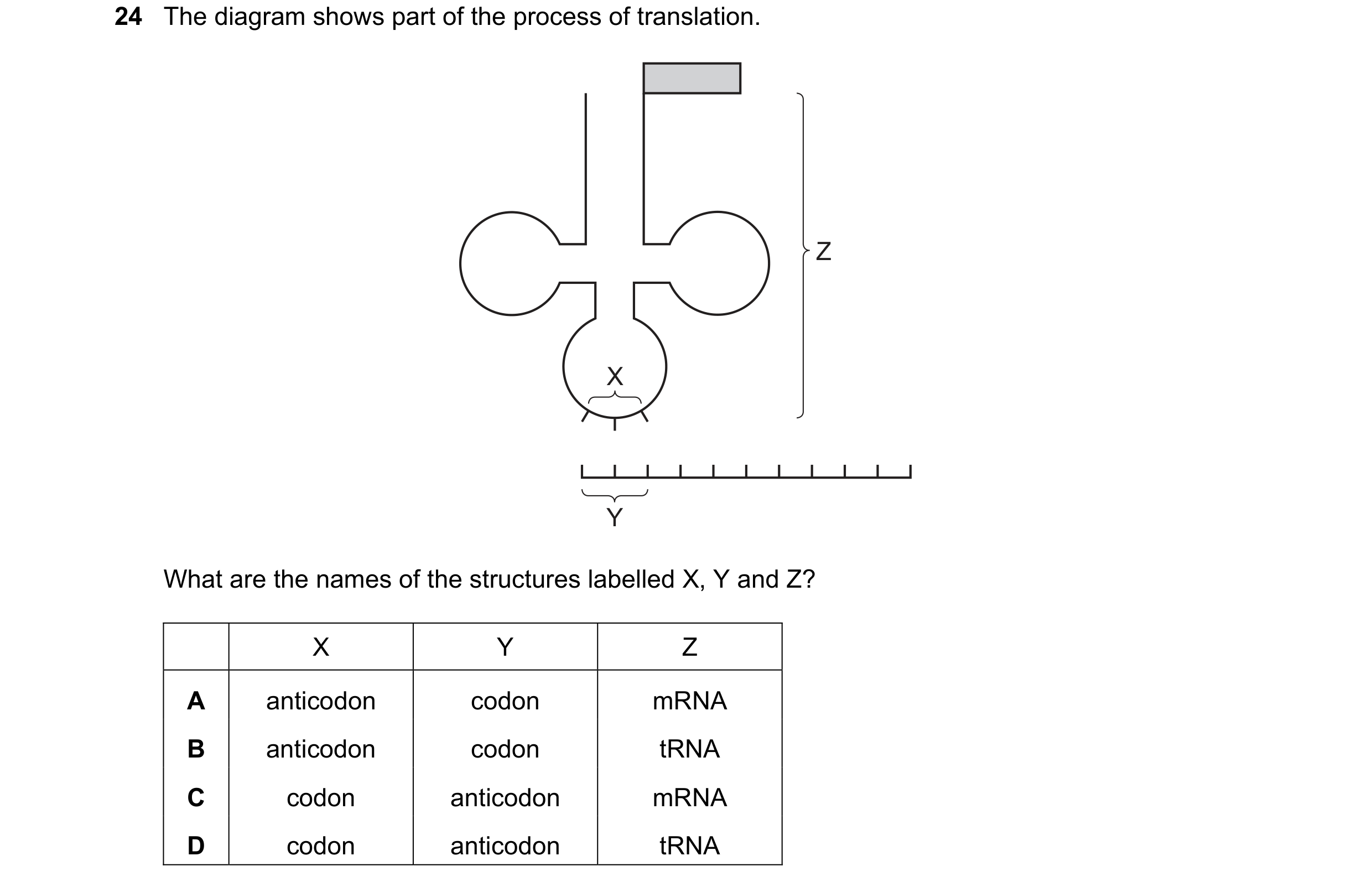 Question 165: The diagram shows part of the process of translation. Z X Y What are the names of the structures labelled X, Y and Z? X Y Z A anticodon cod…
