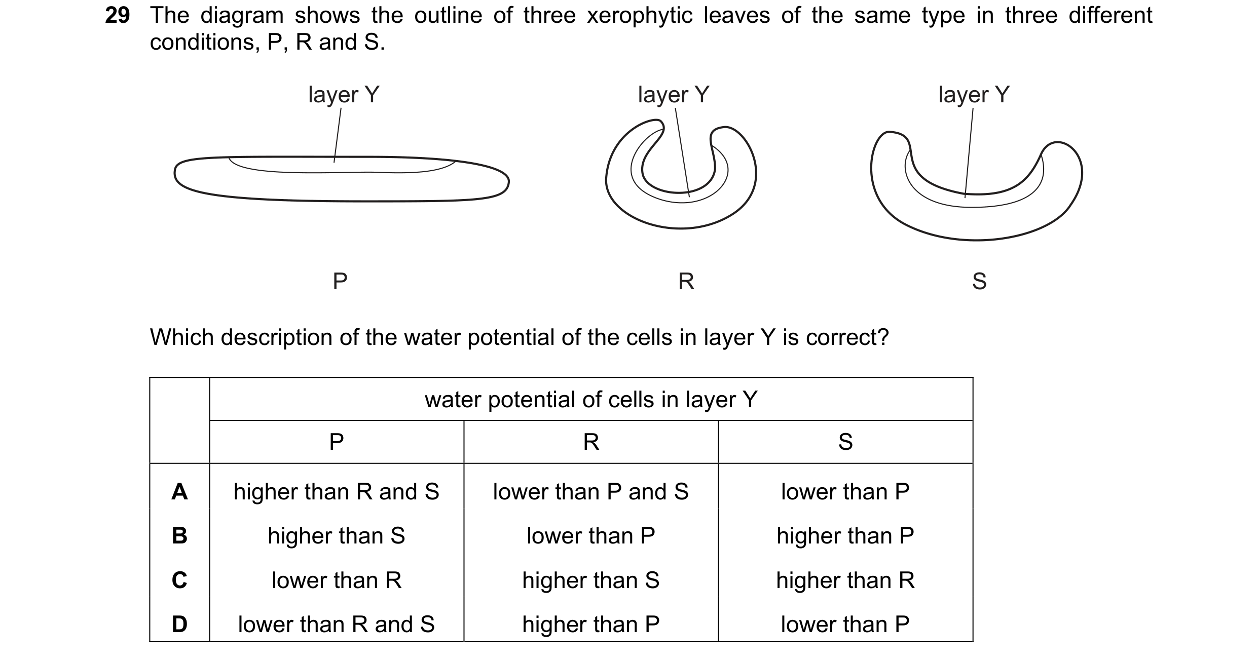 Question 297: The diagram shows the outline of three xerophytic leaves of the same type in three different conditions, P, R and S. layer Y layer Y layer …