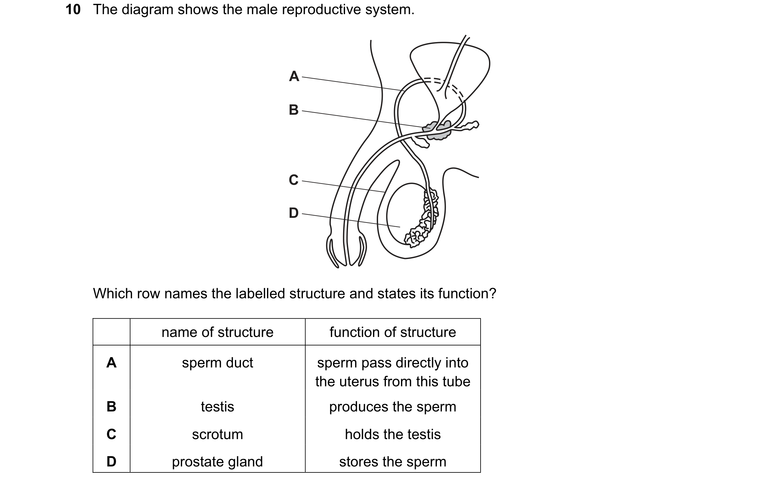 Question 60: The diagram shows the male reproductive system. A B C D Which row names the labelled structure and states its function? name of structure f…