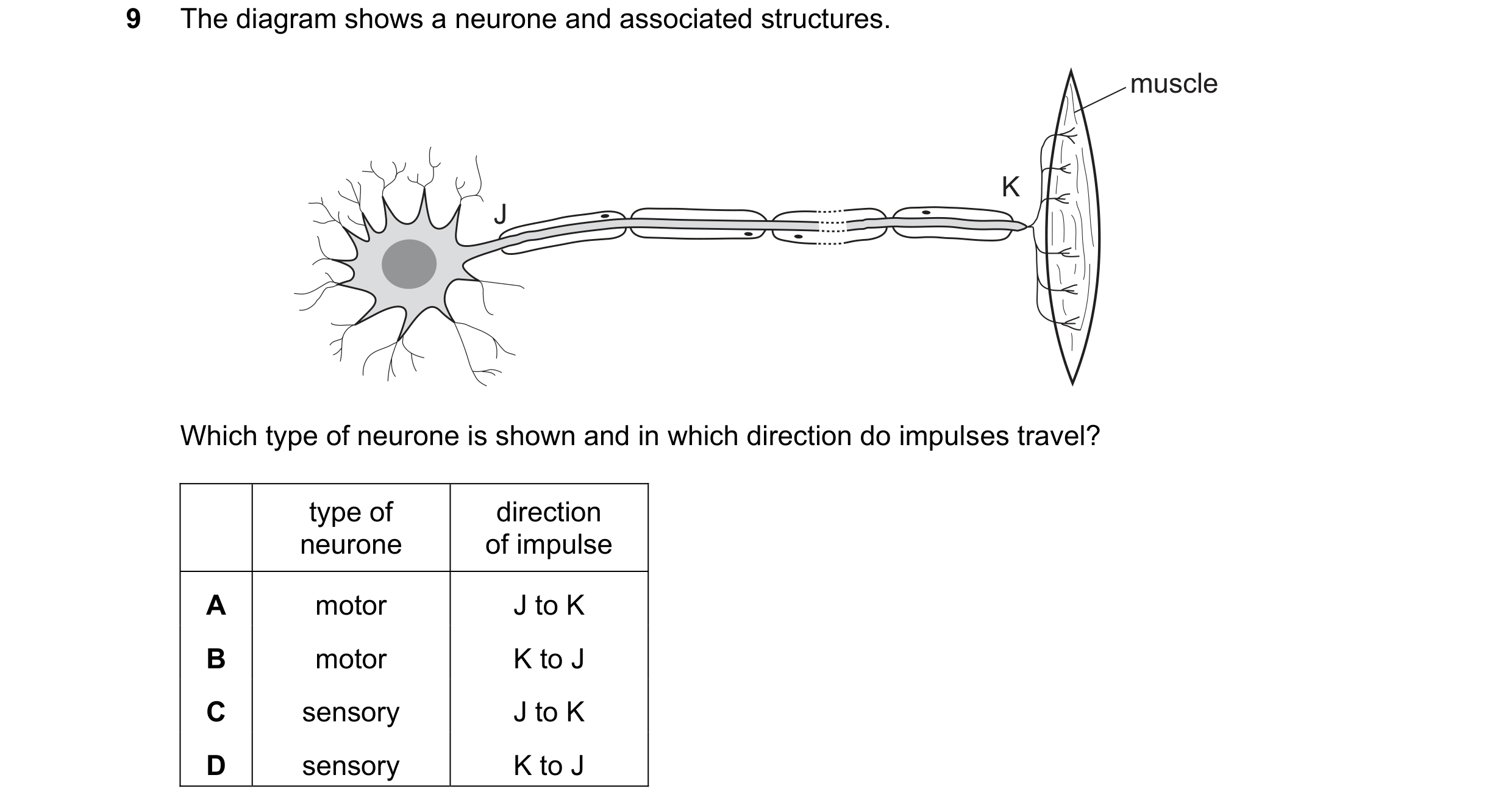 Question 32: The diagram shows a neurone and associated structures. muscle K J Which type of neurone is shown and in which direction do impulses travel?…