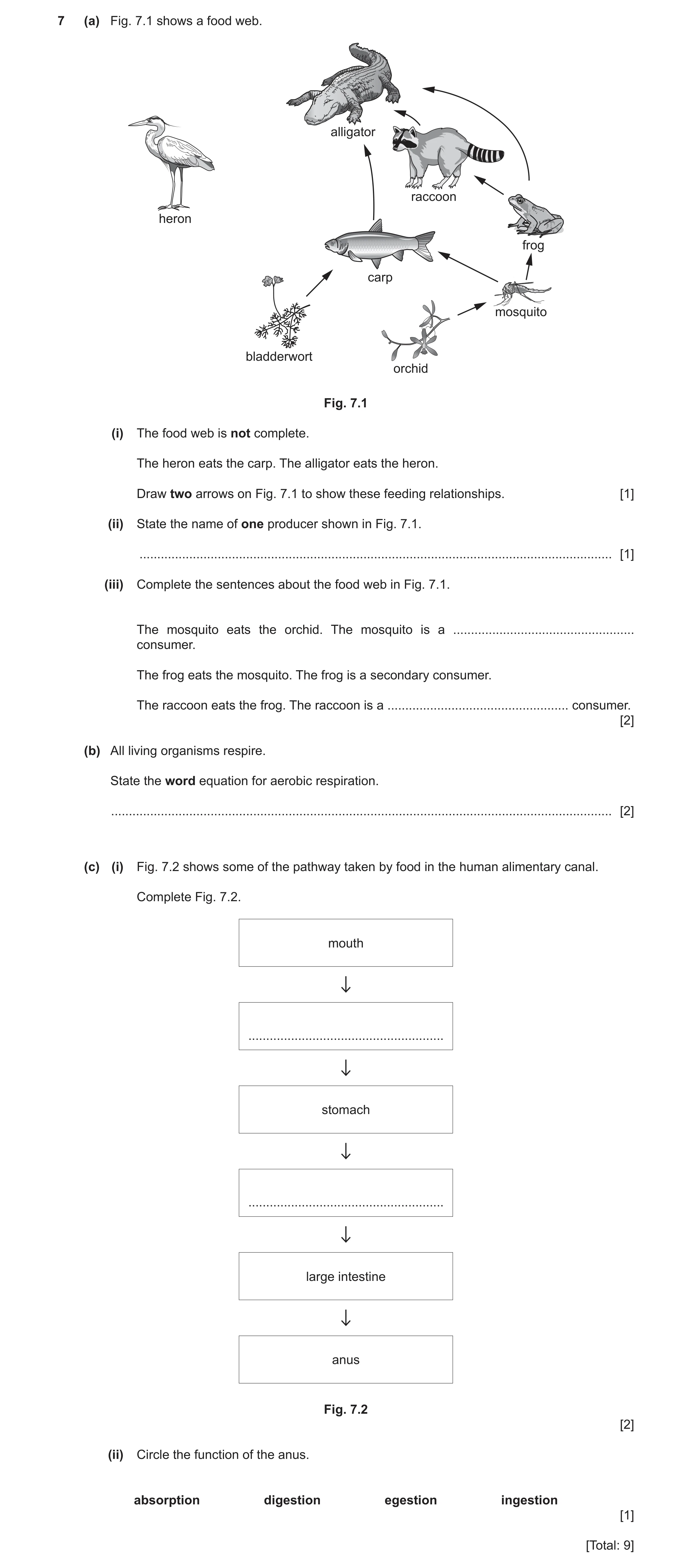 Question 17: (a) Fig. 7.1 shows a food web. alligator raccoon heron frog carp mosquito bladderwort orchid Fig. 7.1 (i) The food web is not complete. The…