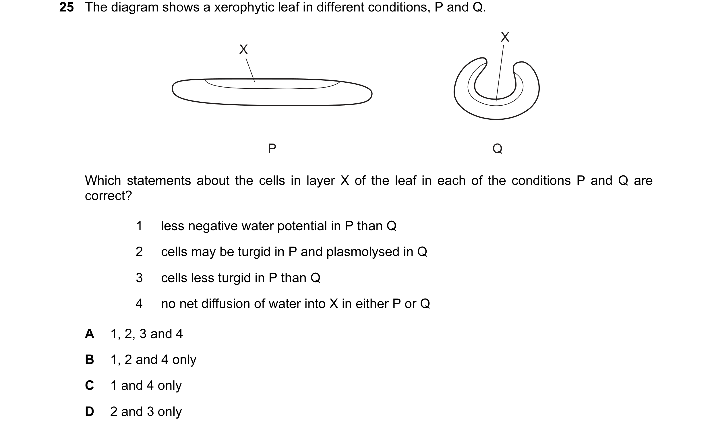 Question 61: The diagram shows a xerophytic leaf in different conditions, P and Q. X X P Q Which statements about the cells in layer X of the leaf in ea…