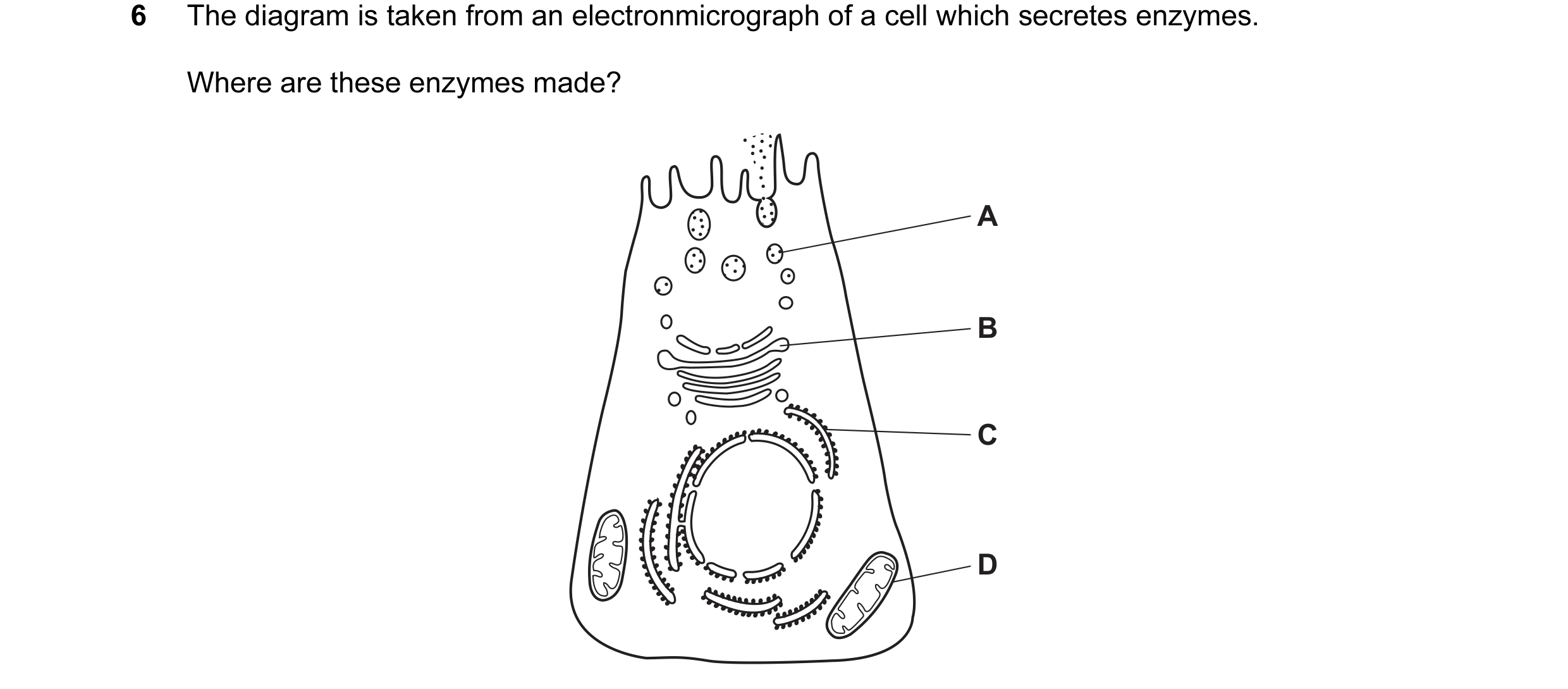 Question 76: The diagram is taken from an electronmicrograph of a cell which secretes enzymes. Where are these enzymes made? A B C D