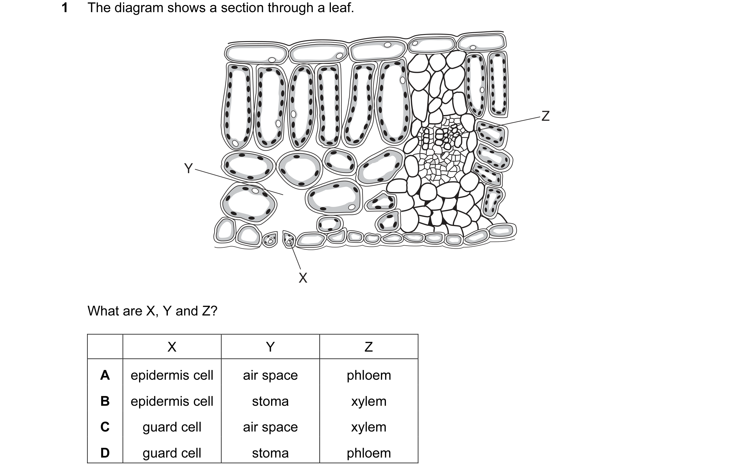 Question 8: The diagram shows a section through a leaf. Z Y X What are X, Y and Z? X Y Z A epidermis cell air space phloem B epidermis cell stoma xylem…