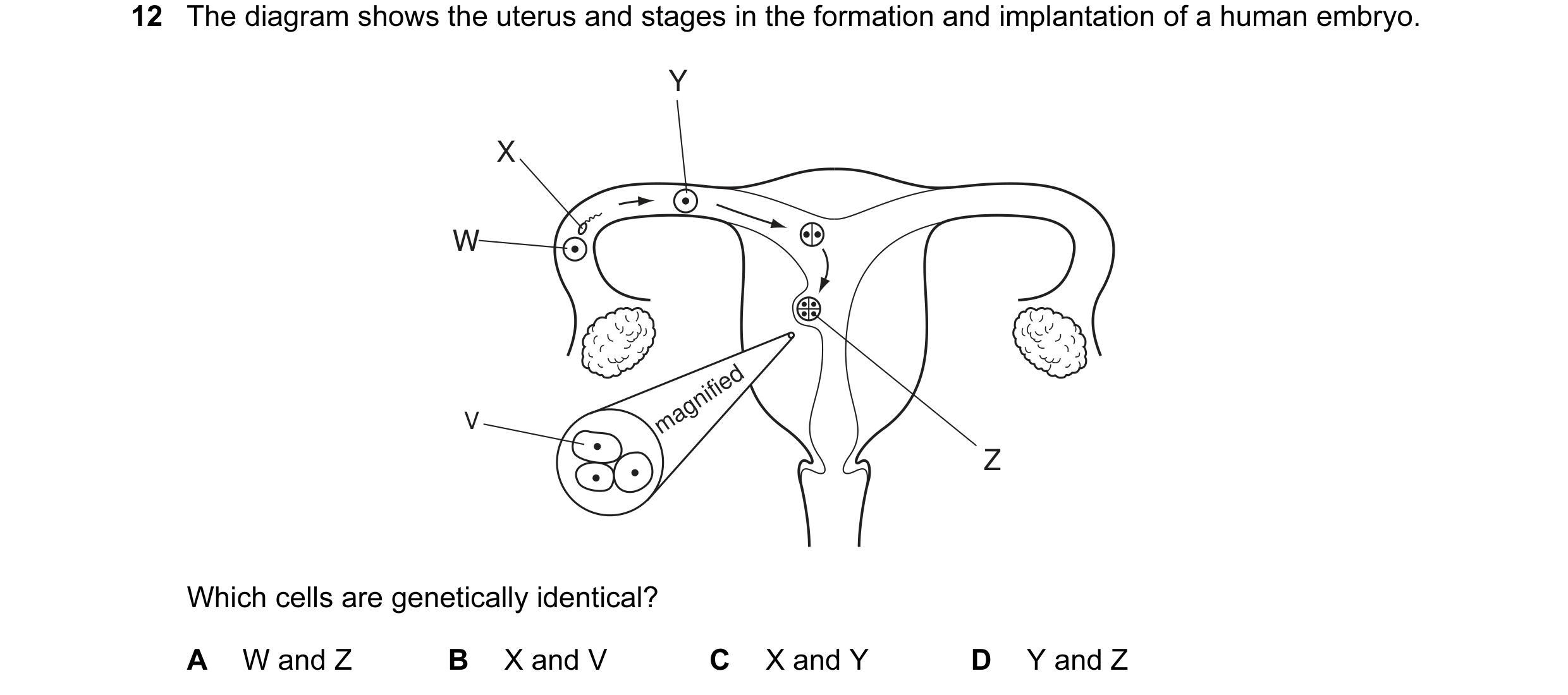 Question 15: The diagram shows the uterus and stages in the formation and implantation of a human embryo. Y X W magnified V Z Which cells are geneticall…