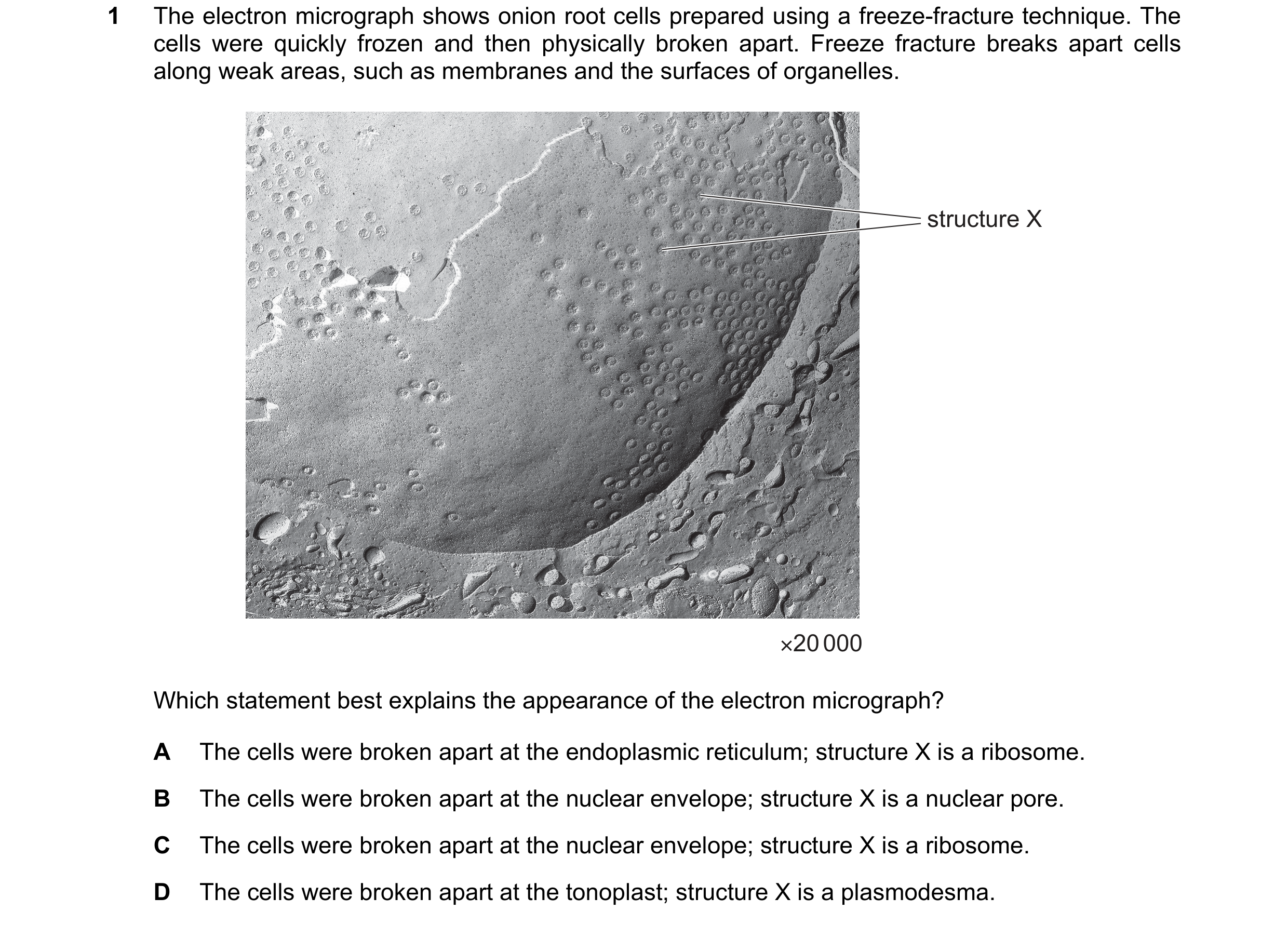 Question 168: The electron micrograph shows onion root cells prepared using a freeze-fracture technique. The cells were quickly frozen and then physicall…