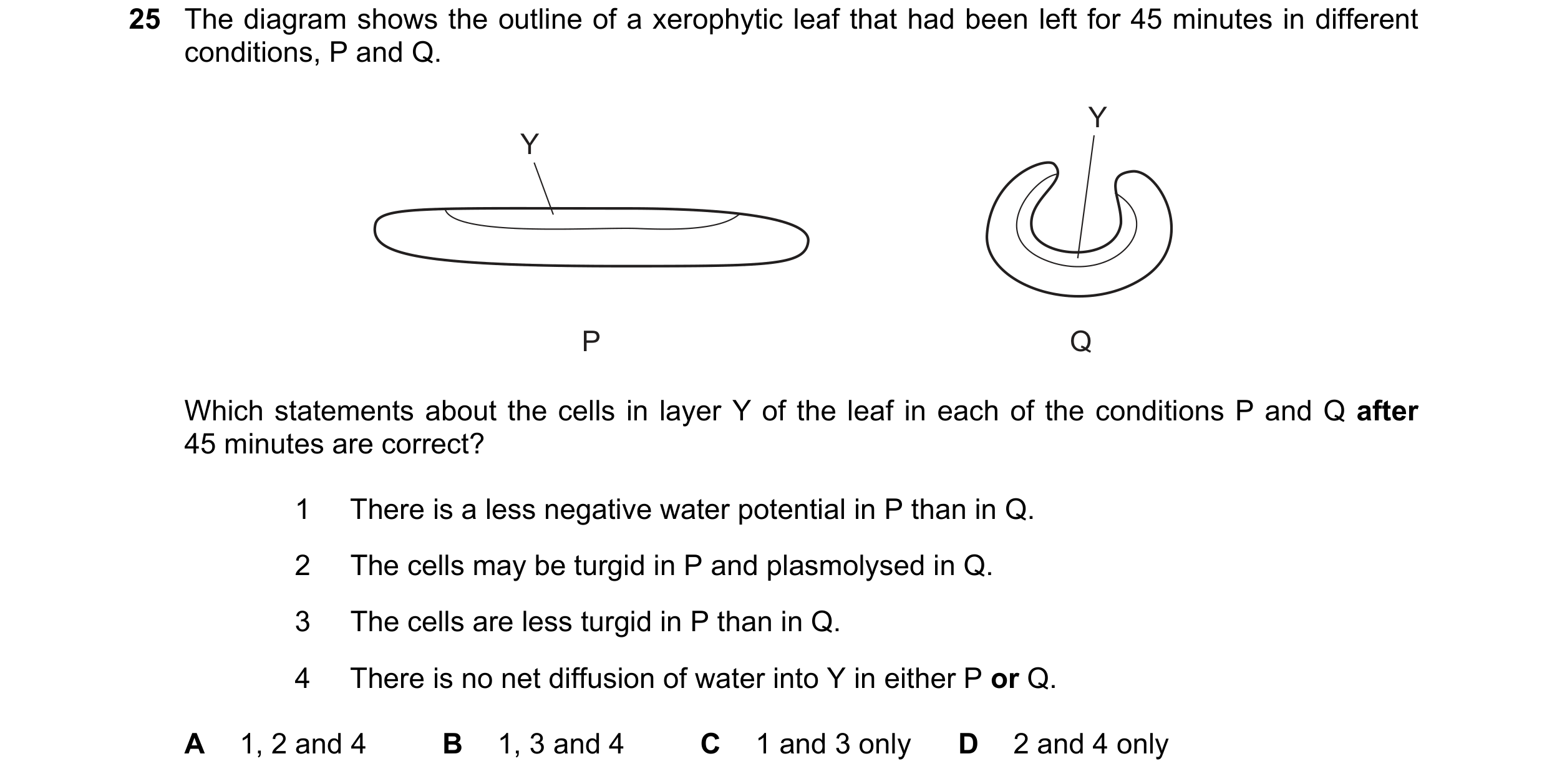 Question 292: The diagram shows the outline of a xerophytic leaf that had been left for 45 minutes in different conditions, P and Q. Y Y P Q Which statem…