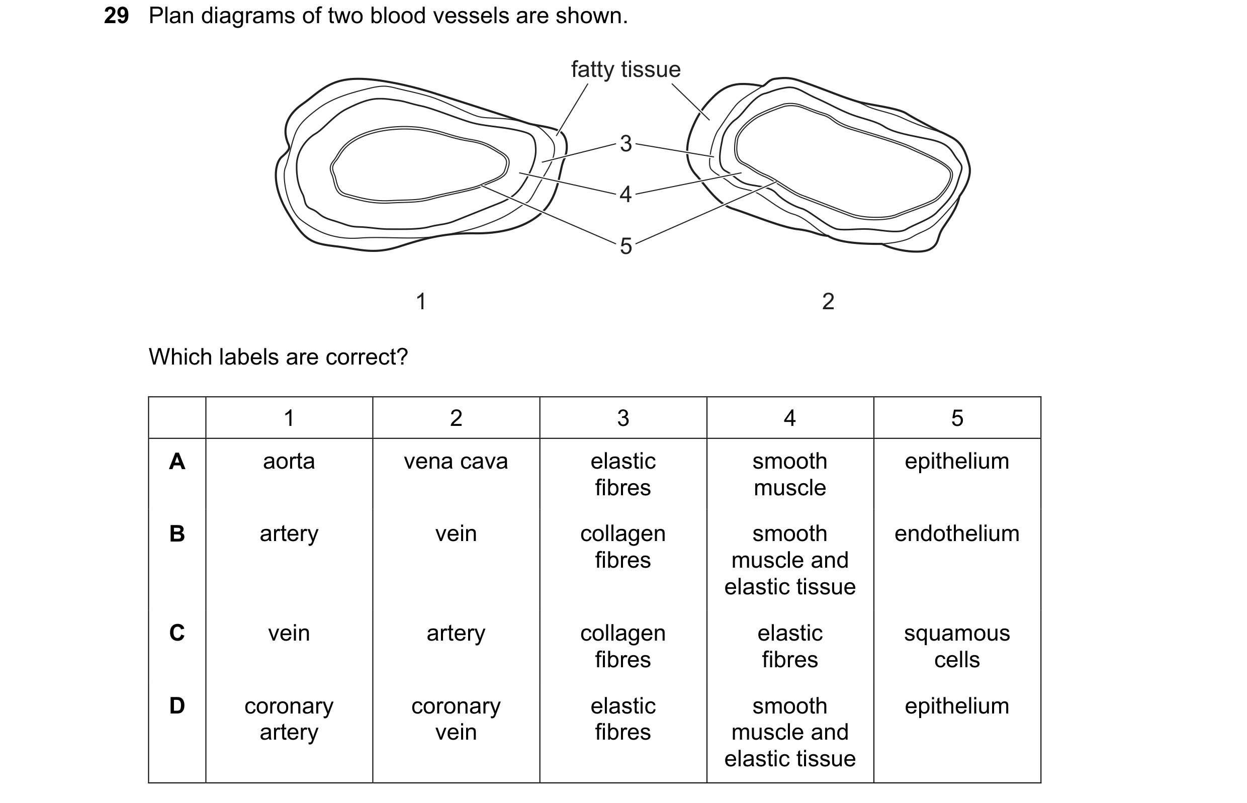 Question 136: Plan diagrams of two blood vessels are shown. fatty tissue 3 4 5 1 2 Which labels are correct? 1 2 3 4 5 A aorta vena cava elastic smooth e…