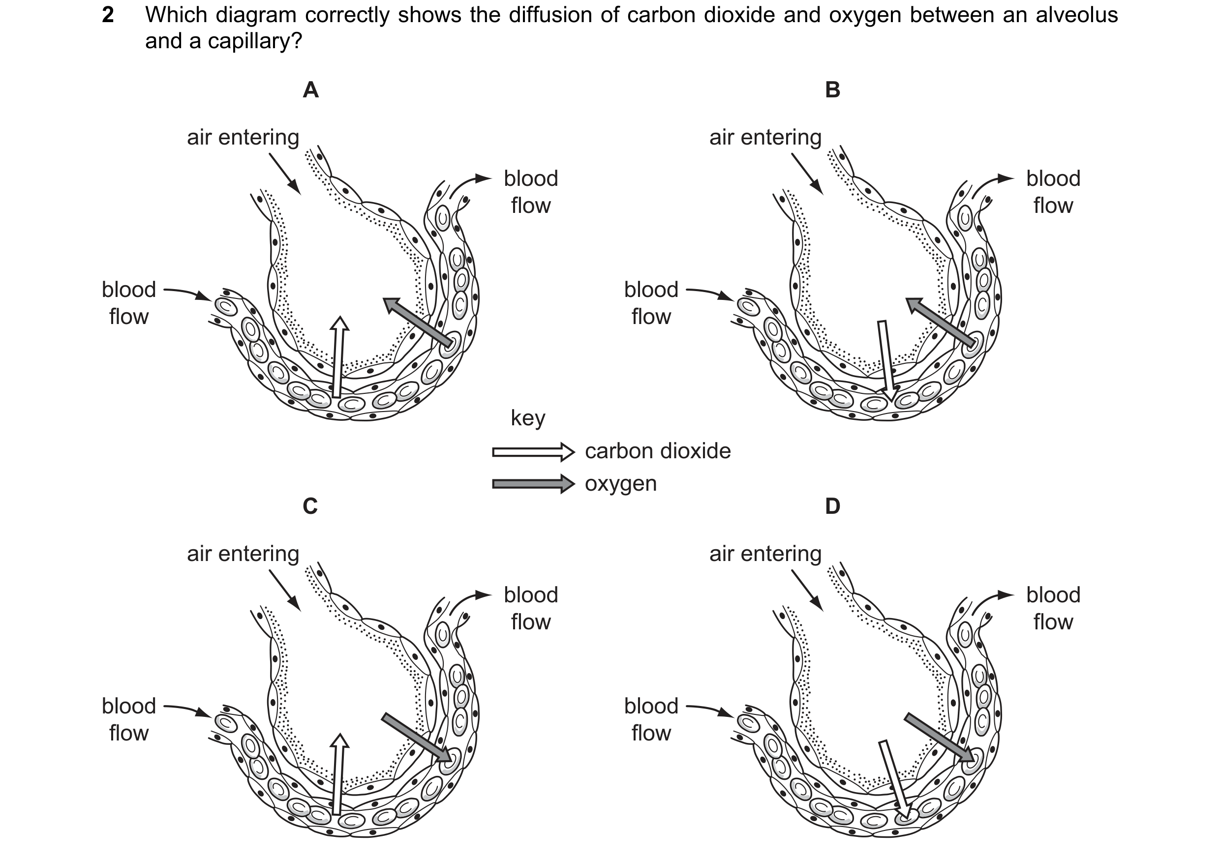 Question 24: Which diagram correctly shows the diffusion of carbon dioxide and oxygen between an alveolus and a capillary? A B air entering air entering…
