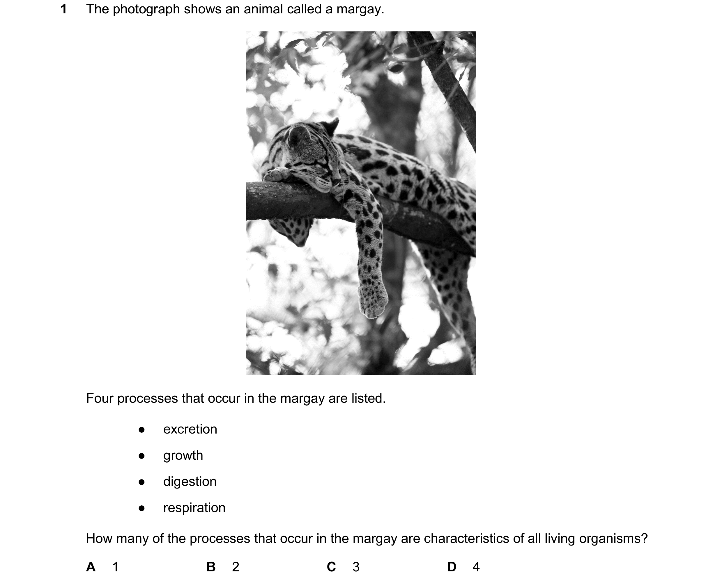 Question 21: The photograph shows an animal called a margay. Four processes that occur in the margay are listed. ● excretion ● growth ● digestion ● resp…