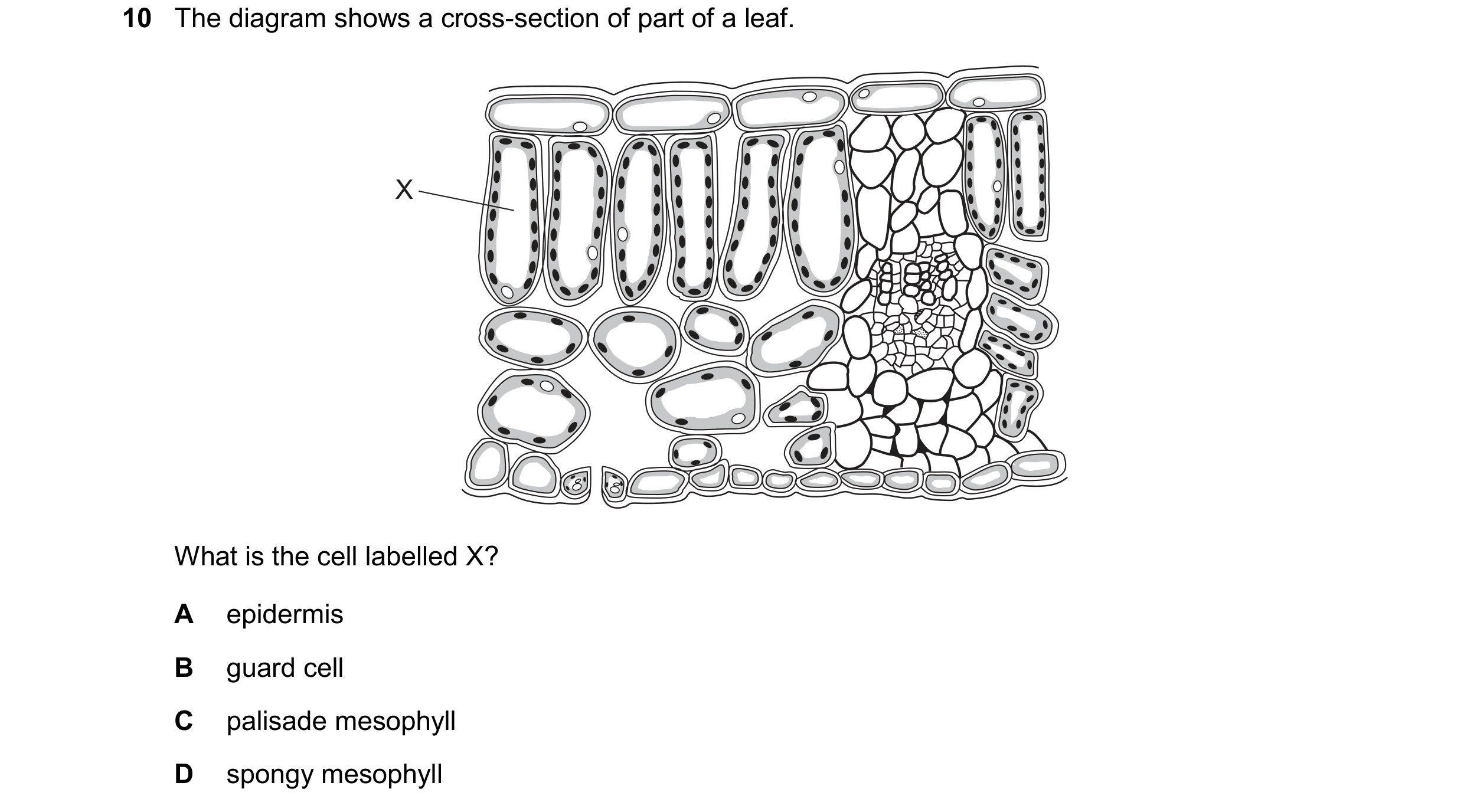 Question 18: The diagram shows a cross-section of part of a leaf. X What is the cell labelled X? A epidermis B guard cell C palisade mesophyll D spongy …