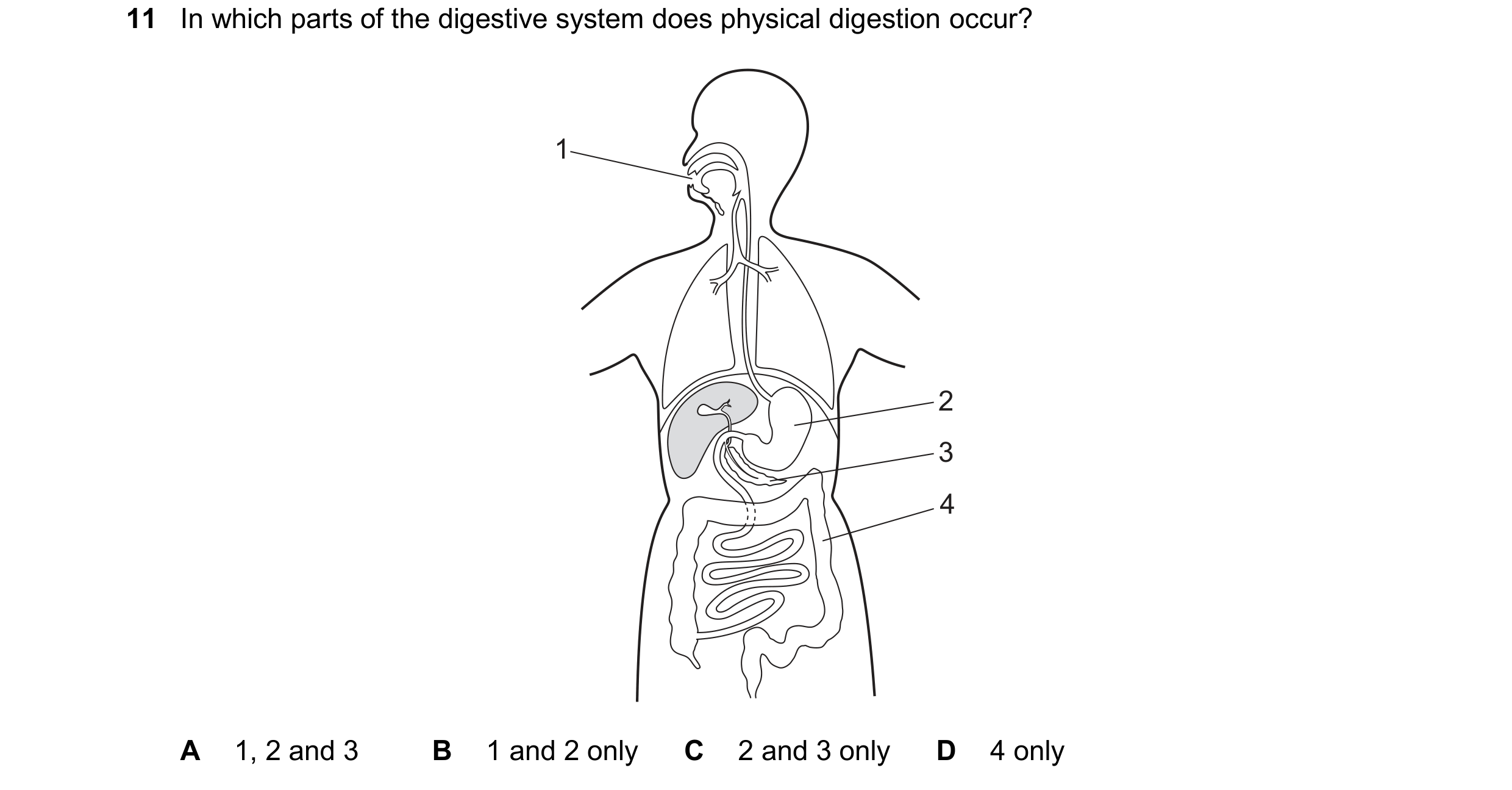 Question 15: In which parts of the digestive system does physical digestion occur? 1 2 3 4 A 1, 2 and 3 B 1 and 2 only C 2 and 3 only D 4 only