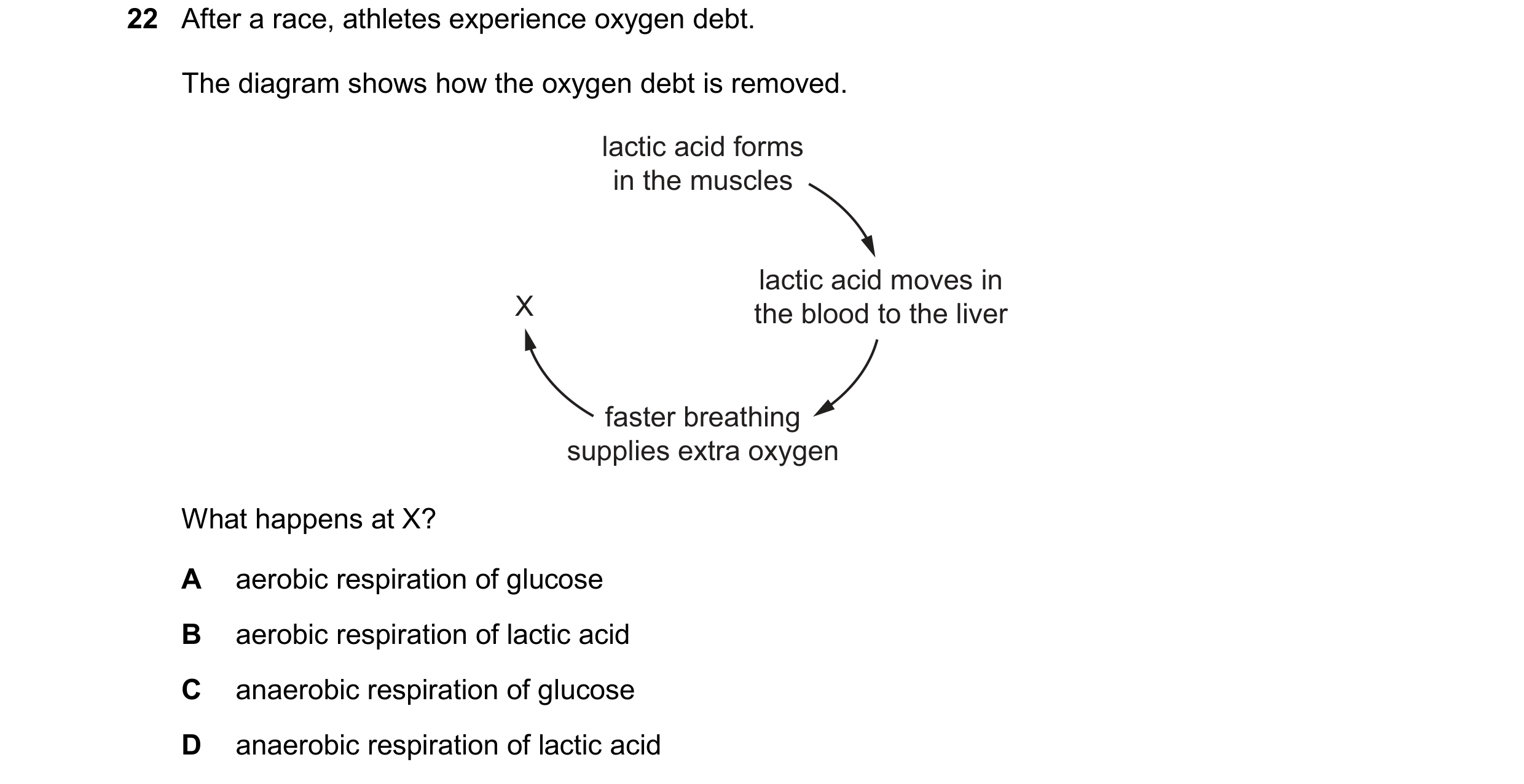 Question 28: After a race, athletes experience oxygen debt. The diagram shows how the oxygen debt is removed. lactic acid forms in the muscles lactic ac…