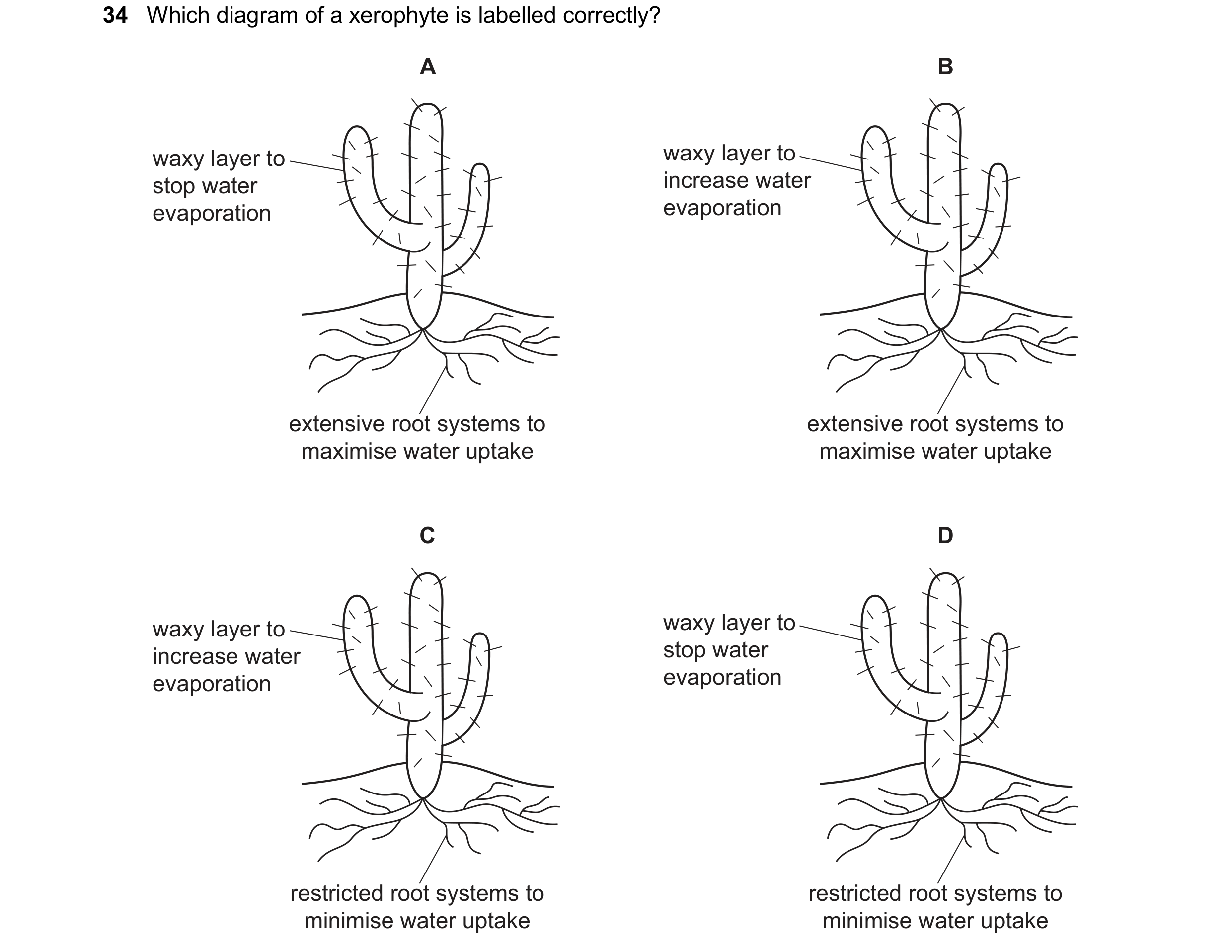 Question 25: Which diagram of a xerophyte is labelled correctly? A B waxy layer to waxy layer to stop water increase water evaporation evaporation exten…