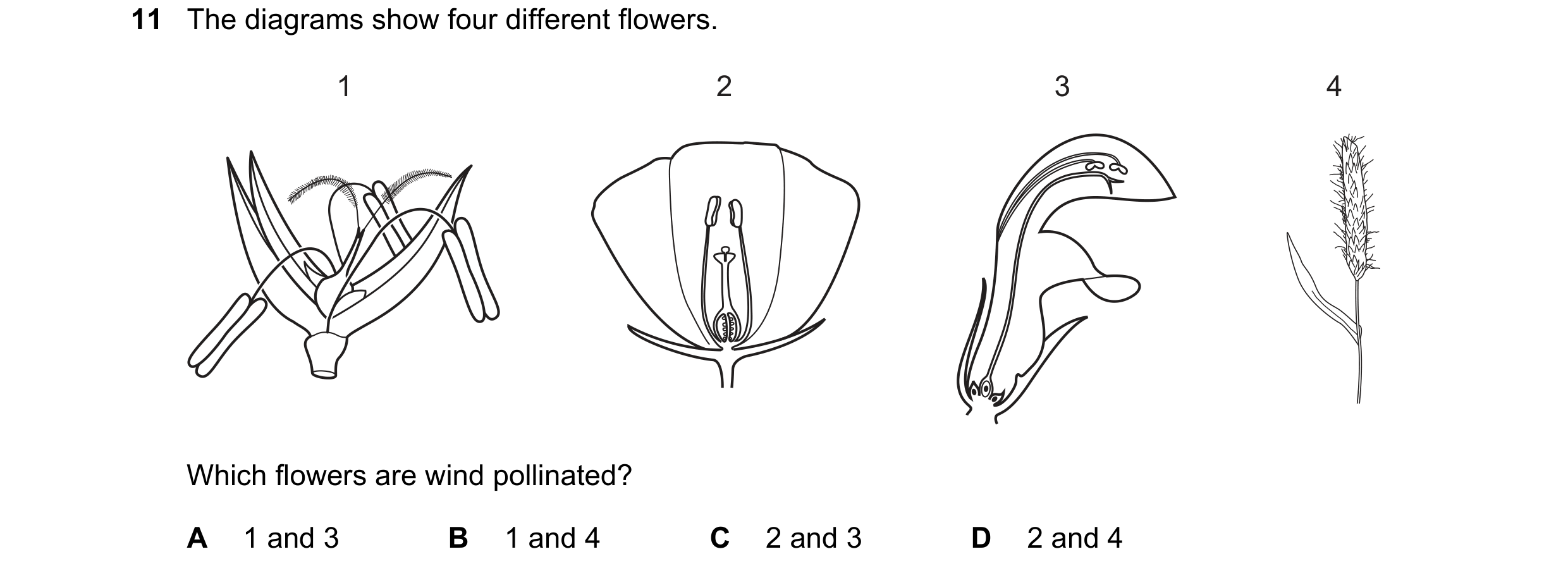 Question 50: The diagrams show four different flowers. 1 2 3 4 Which flowers are wind pollinated? A 1 and 3 B 1 and 4 C 2 and 3 D 2 and 4