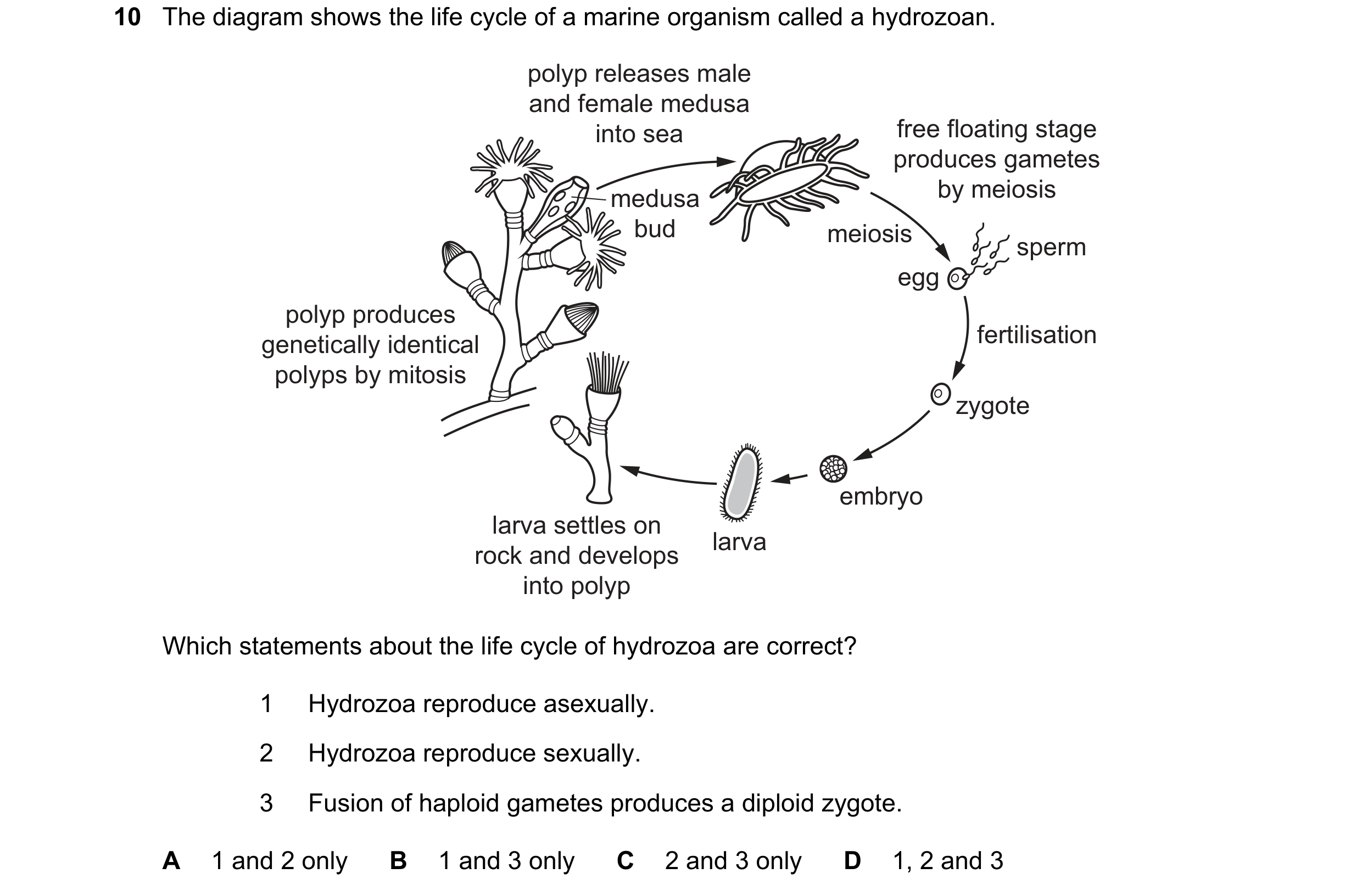 Question 8: The diagram shows the life cycle of a marine organism called a hydrozoan. polyp releases male and female medusa into sea free floating stag…