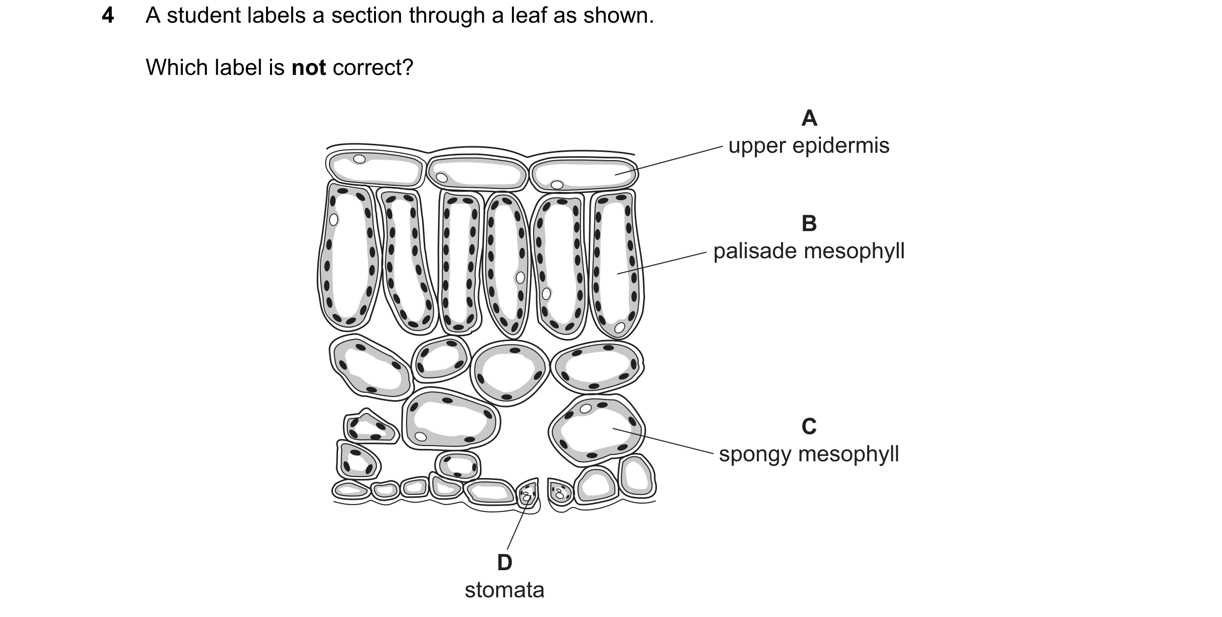 Question 50: A student labels a section through a leaf as shown. Which label is not correct? A upper epidermis B palisade mesophyll C spongy mesophyll D…