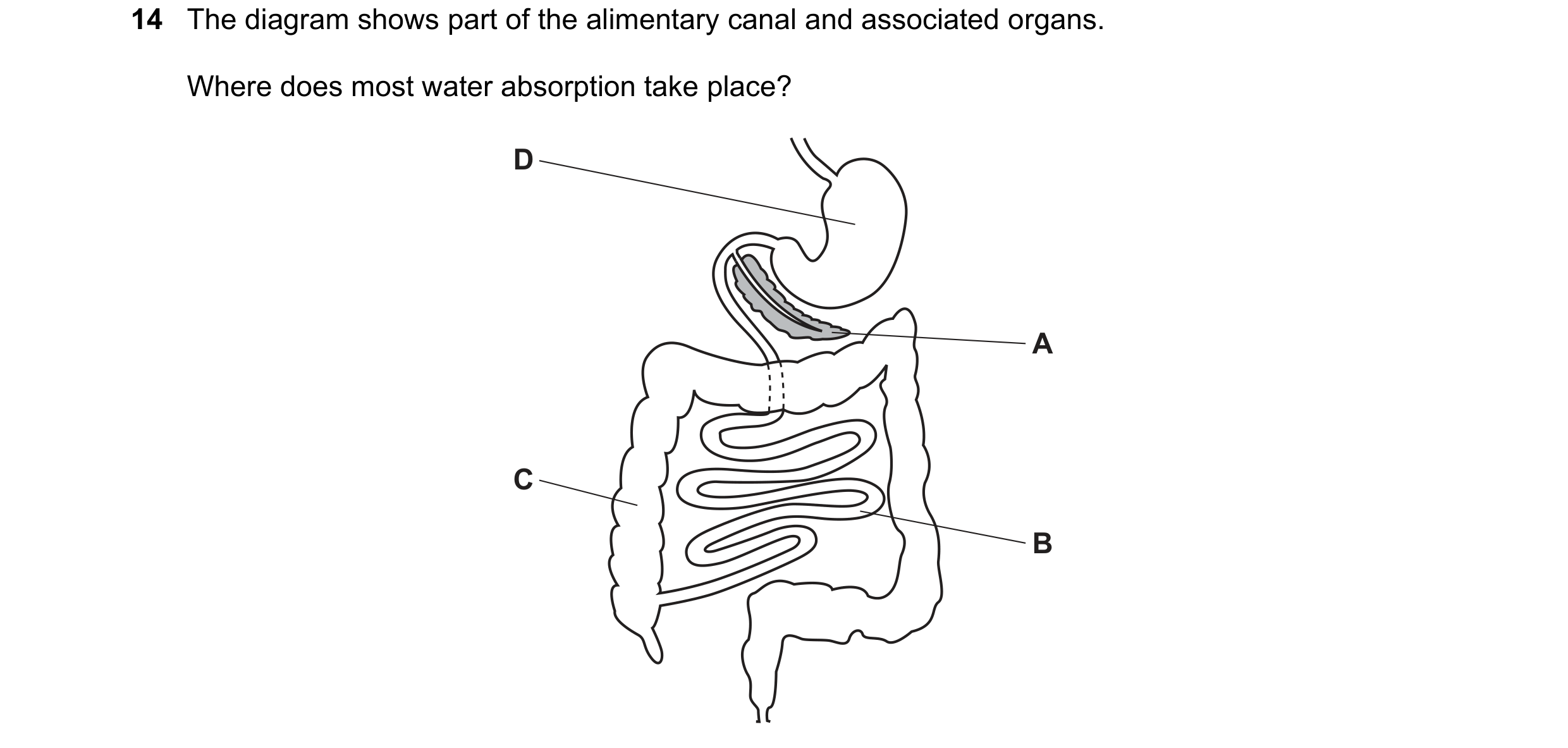 Question 5: The diagram shows part of the alimentary canal and associated organs. Where does most water absorption take place? D A C B
