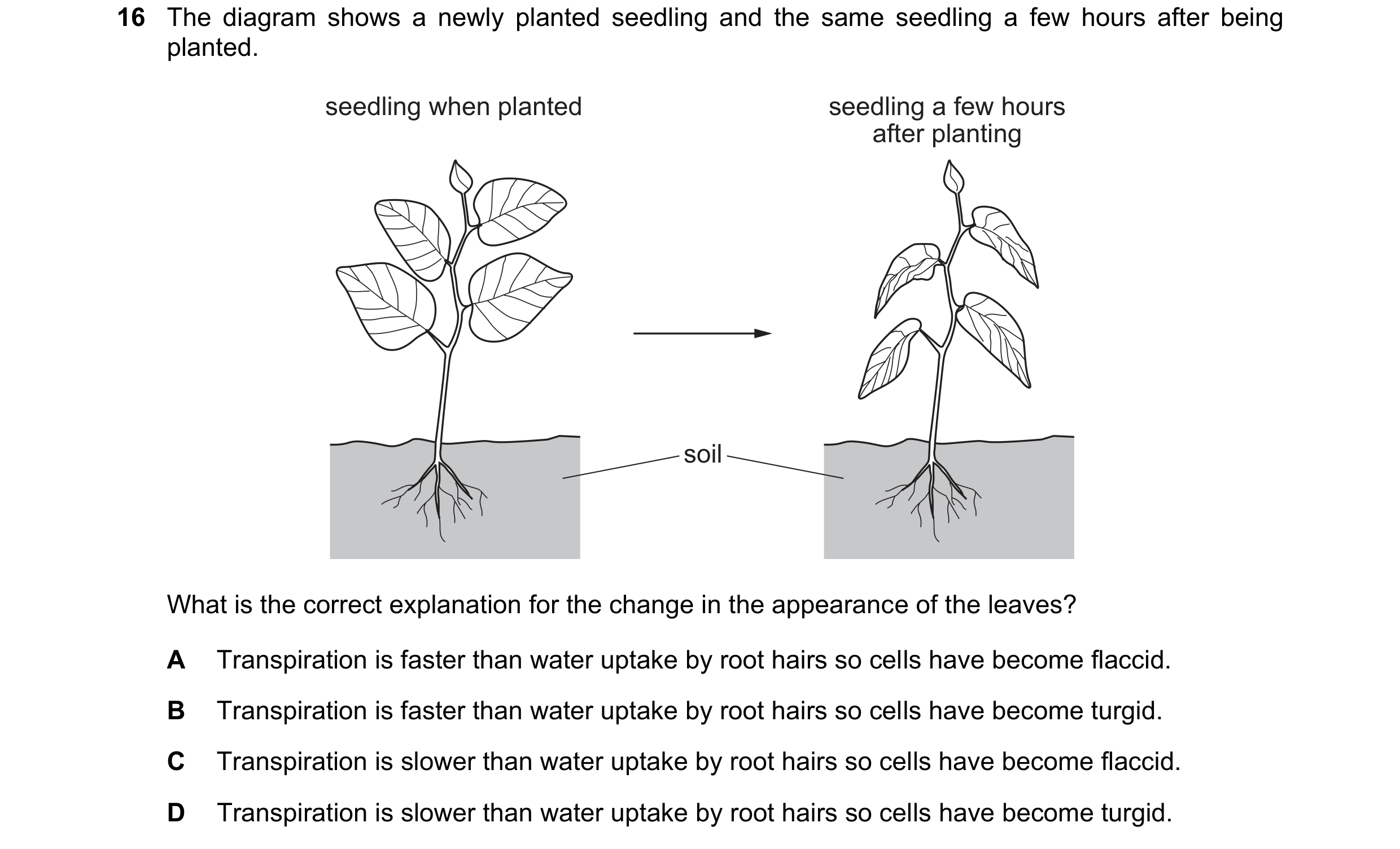 Question 14: The diagram shows a newly planted seedling and the same seedling a few hours after being planted. seedling when planted seedling a few hour…