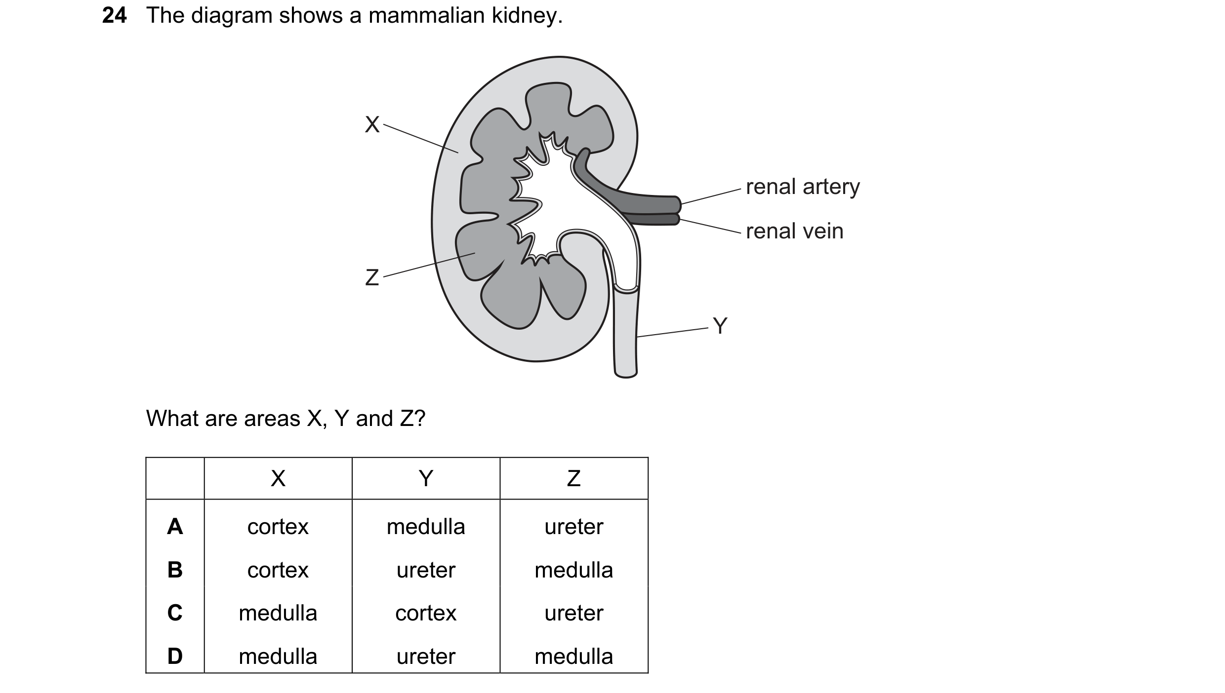 Question 16: The diagram shows a mammalian kidney. X renal artery renal vein Z Y What are areas X, Y and Z? X Y Z A cortex medulla ureter B cortex urete…