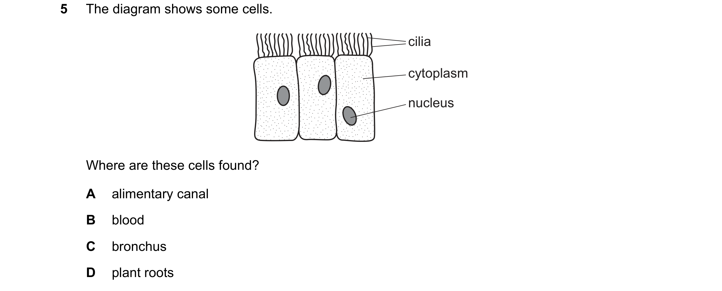 Question 14: The diagram shows some cells. cilia cytoplasm nucleus Where are these cells found? A alimentary canal B blood C bronchus D plant roots