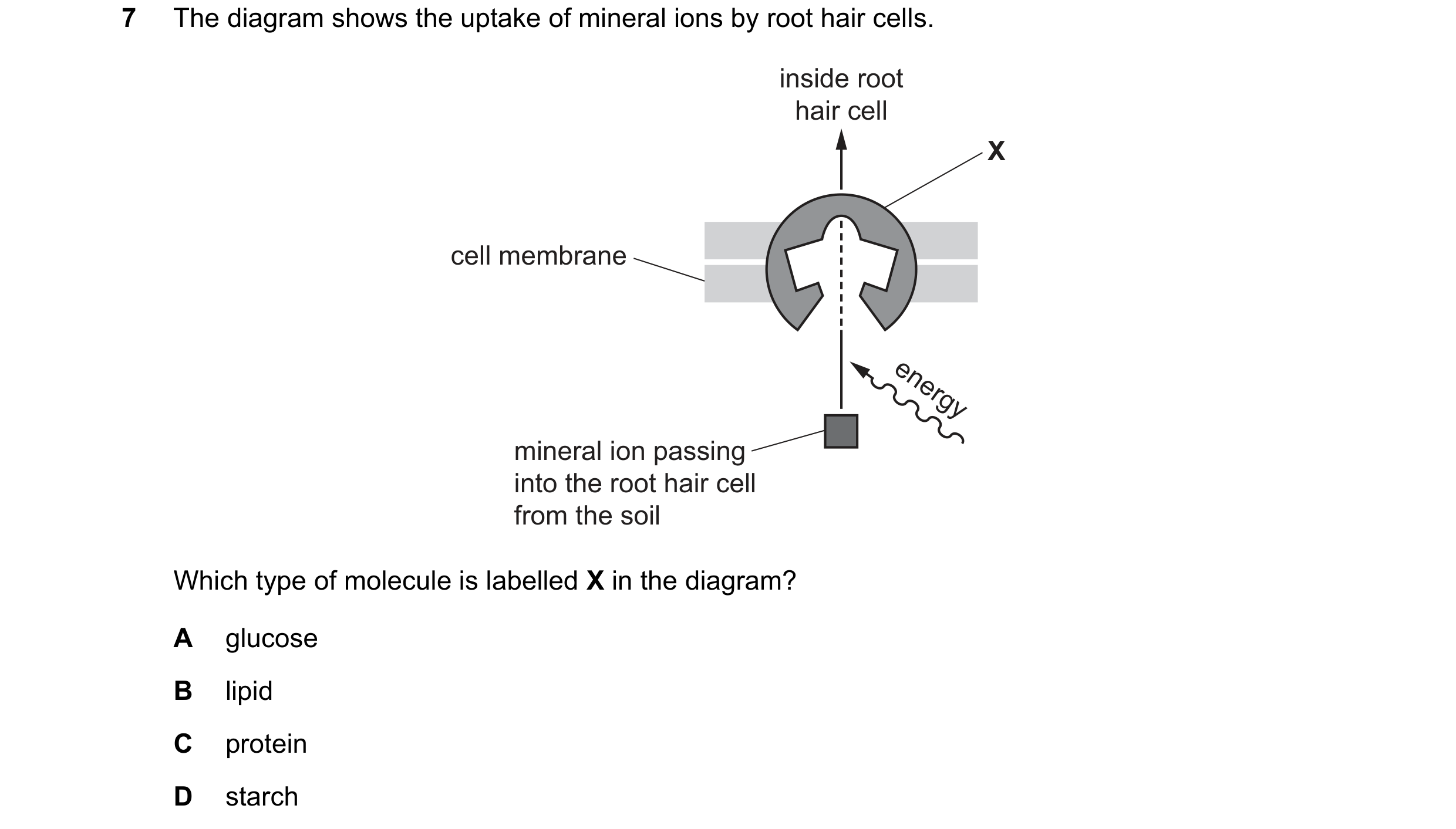 Question 5: The diagram shows the uptake of mineral ions by root hair cells. inside root hair cell X cell membrane energy mineral ion passing into the …