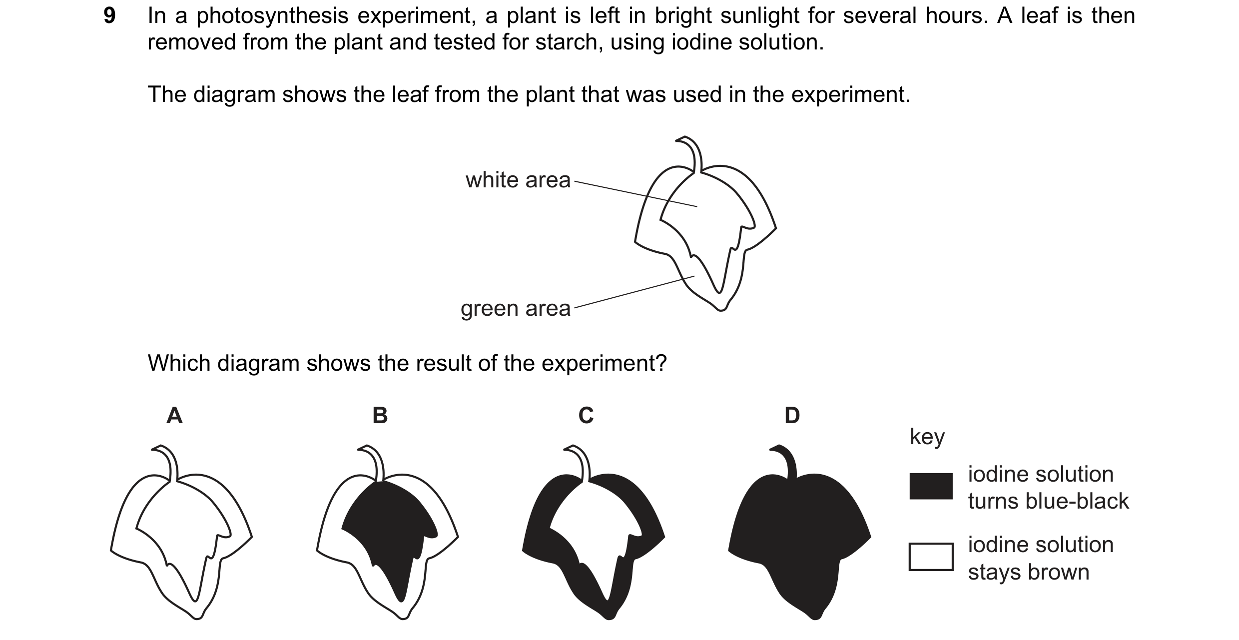 Question 21: In a photosynthesis experiment, a plant is left in bright sunlight for several hours. A leaf is then removed from the plant and tested for …