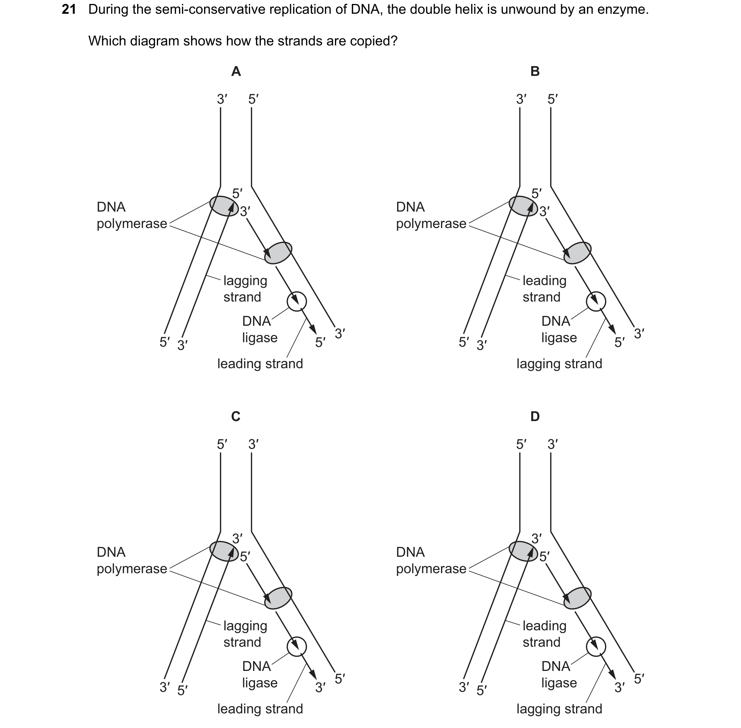 Question 213: During the semi-conservative replication of DNA, the double helix is unwound by an enzyme. Which diagram shows how the strands are copied? …