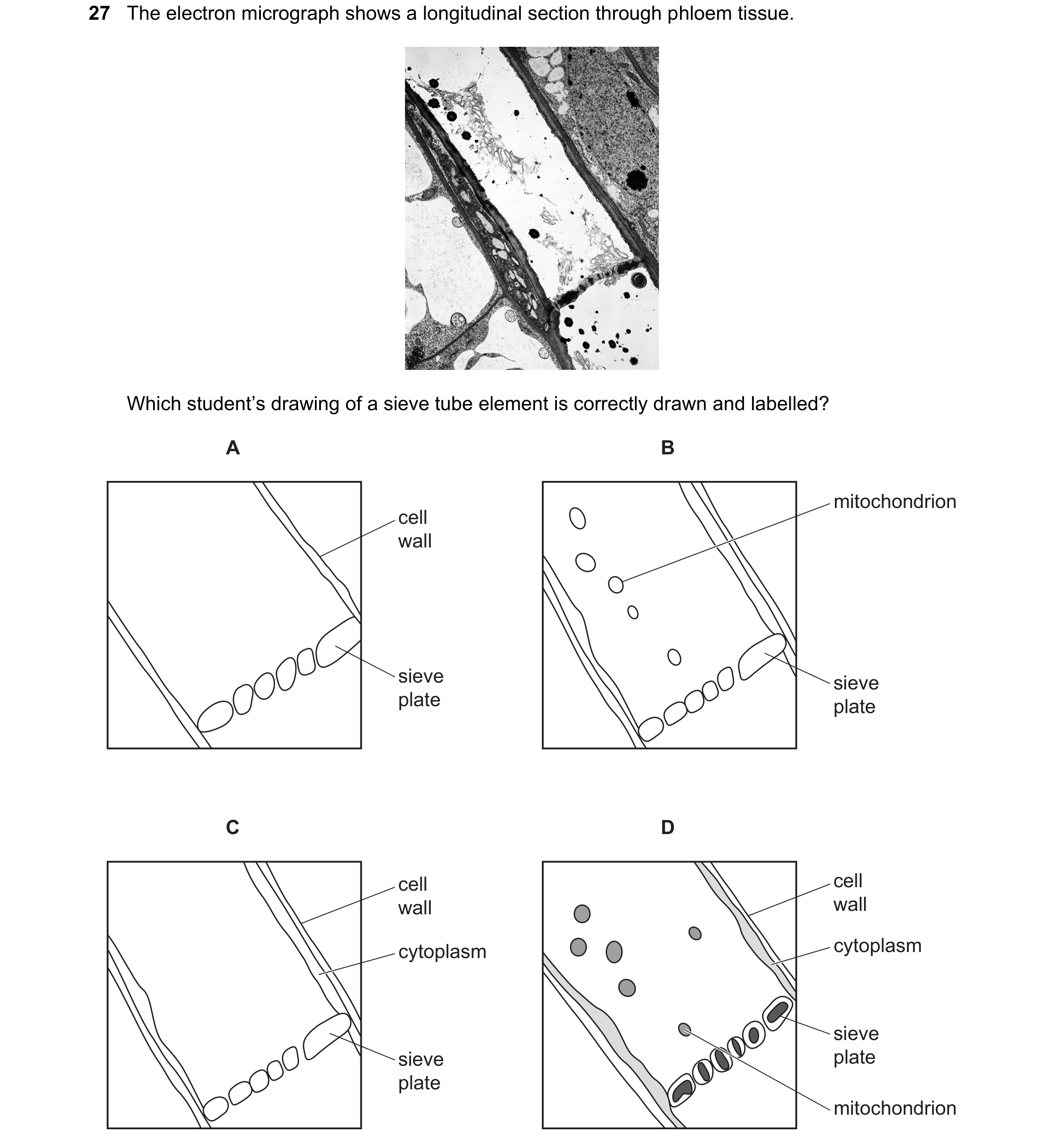 Question 108: The electron micrograph shows a longitudinal section through phloem tissue. Which student’s drawing of a sieve tube element is correctly dr…