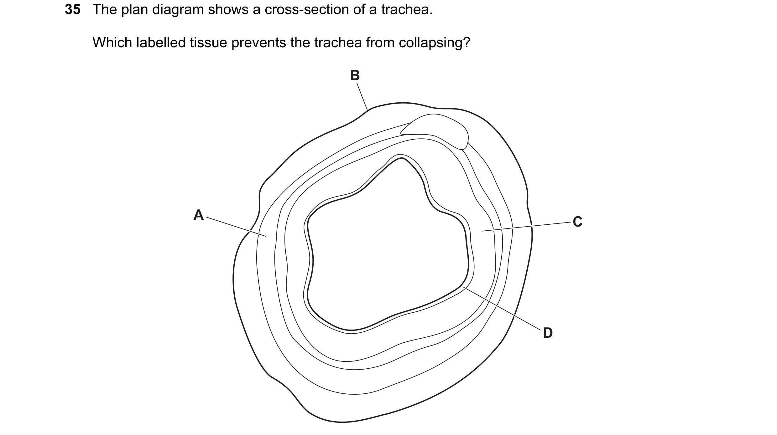 Question 250: The plan diagram shows a cross-section of a trachea. Which labelled tissue prevents the trachea from collapsing? B A C D