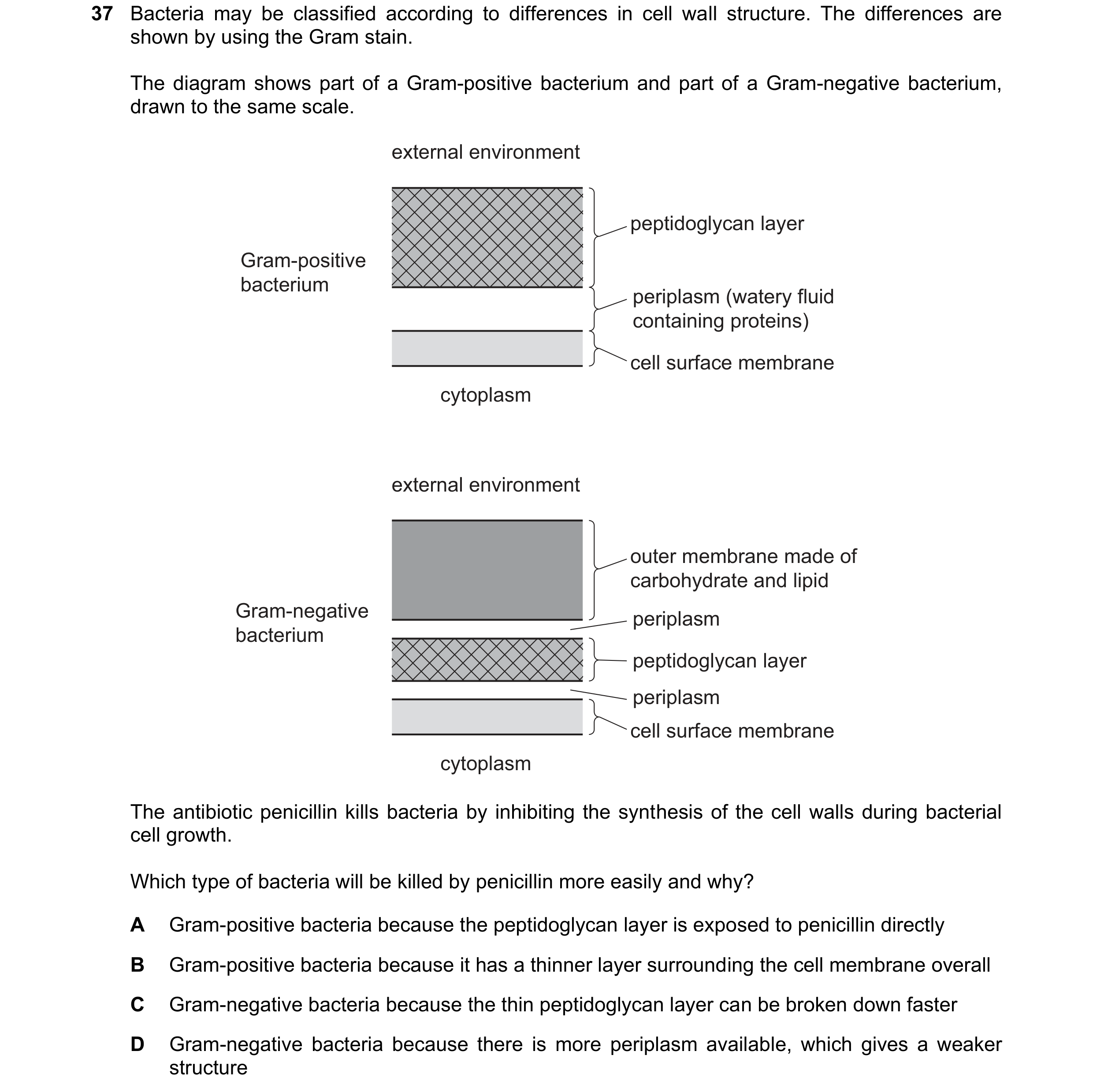 Question 89: Bacteria may be classified according to differences in cell wall structure. The differences are shown by using the Gram stain. The diagram …