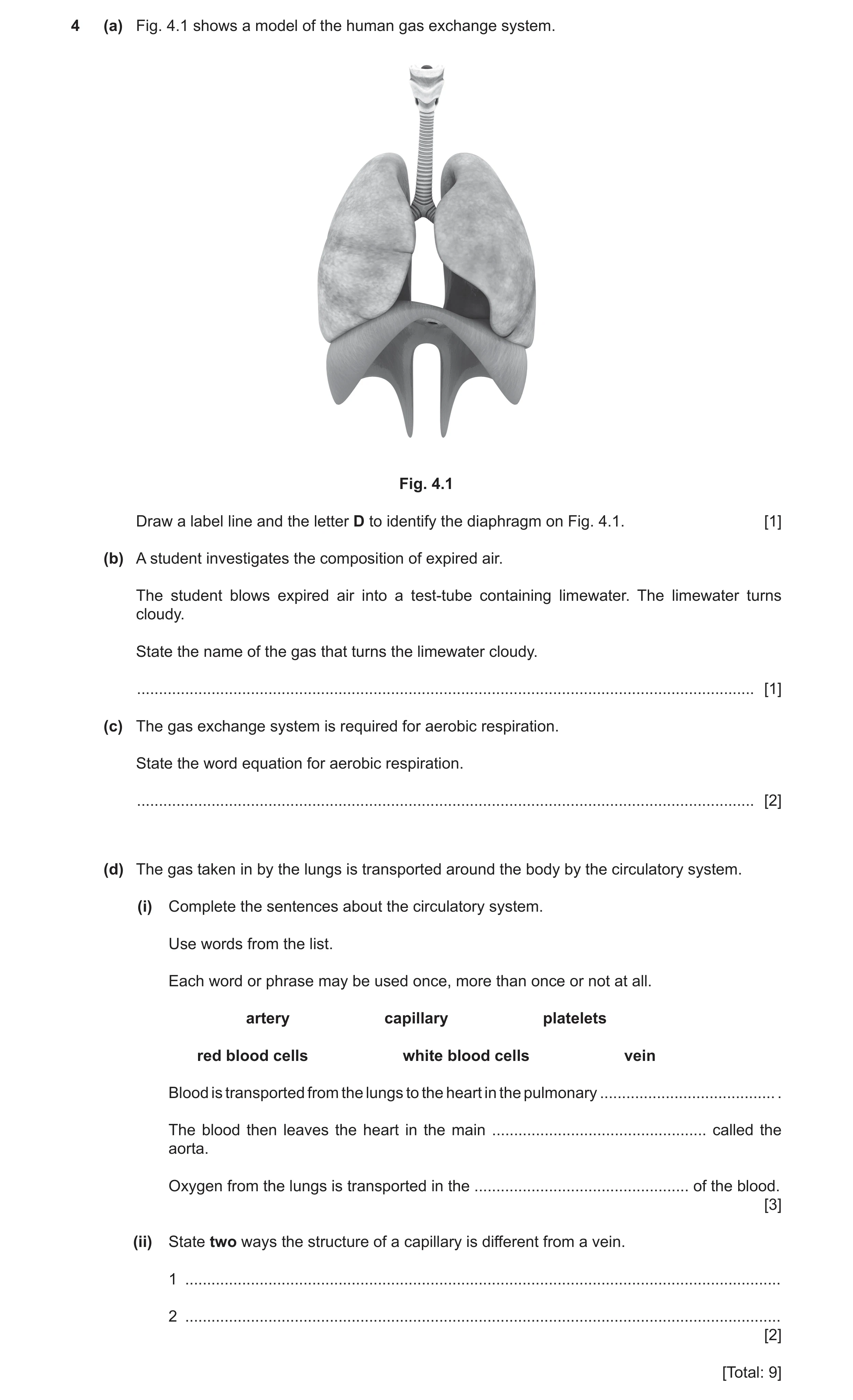Question 16: (a) Fig. 4.1 shows a model of the human gas exchange system. Fig. 4.1 Draw a label line and the letter D to identify the diaphragm on Fig. …