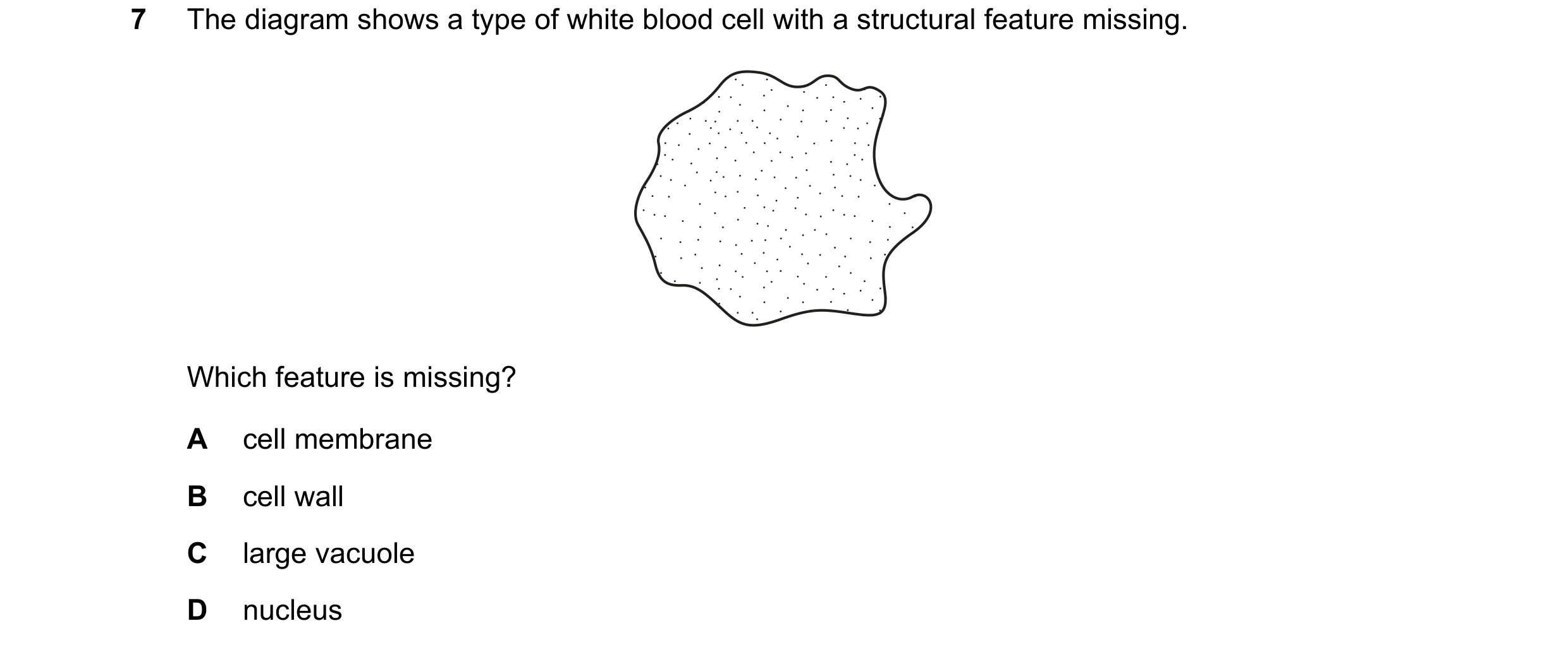 Question 48: The diagram shows a type of white blood cell with a structural feature missing. Which feature is missing? A cell membrane B cell wall C lar…