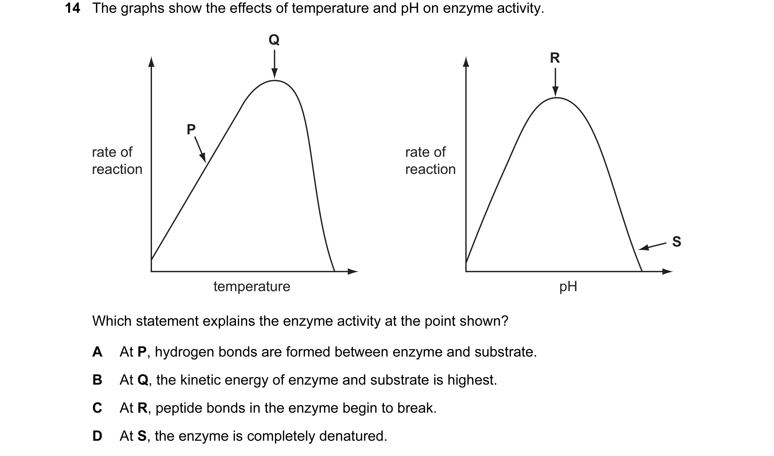 Question 21: The graphs show the effects of temperature and pH on enzyme activity. Q R P rate of rate of reaction reaction S temperature pH Which statem…
