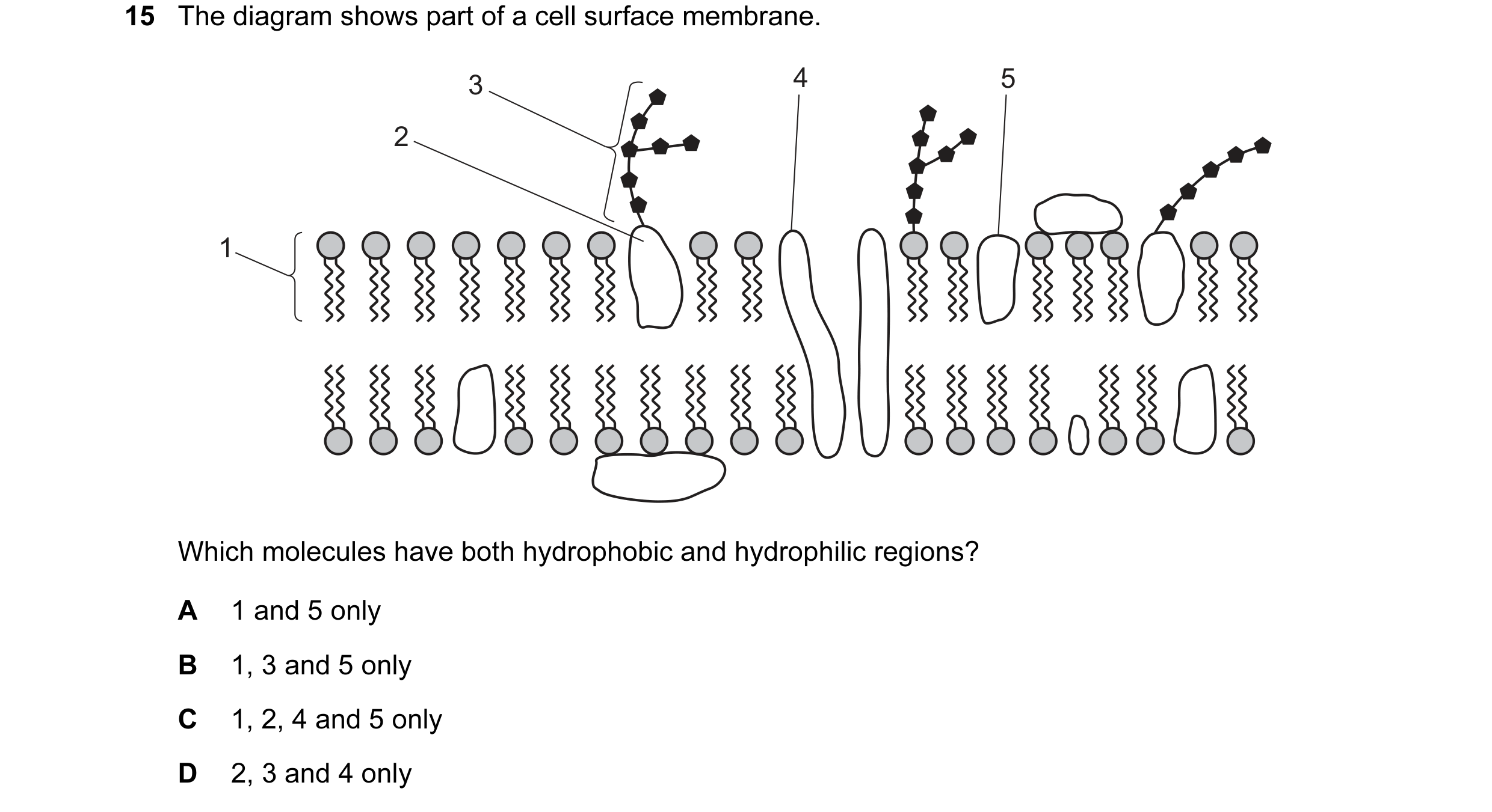 Question 15: The diagram shows part of a cell surface membrane. 3 4 5 2 1 Which molecules have both hydrophobic and hydrophilic regions? A 1 and 5 only …