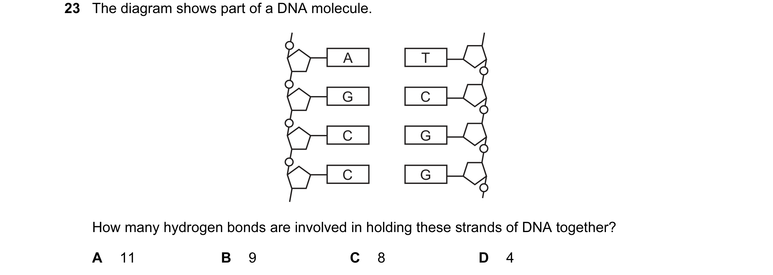 Question 37: The diagram shows part of a DNA molecule. A T G C C G C G How many hydrogen bonds are involved in holding these strands of DNA together? A …