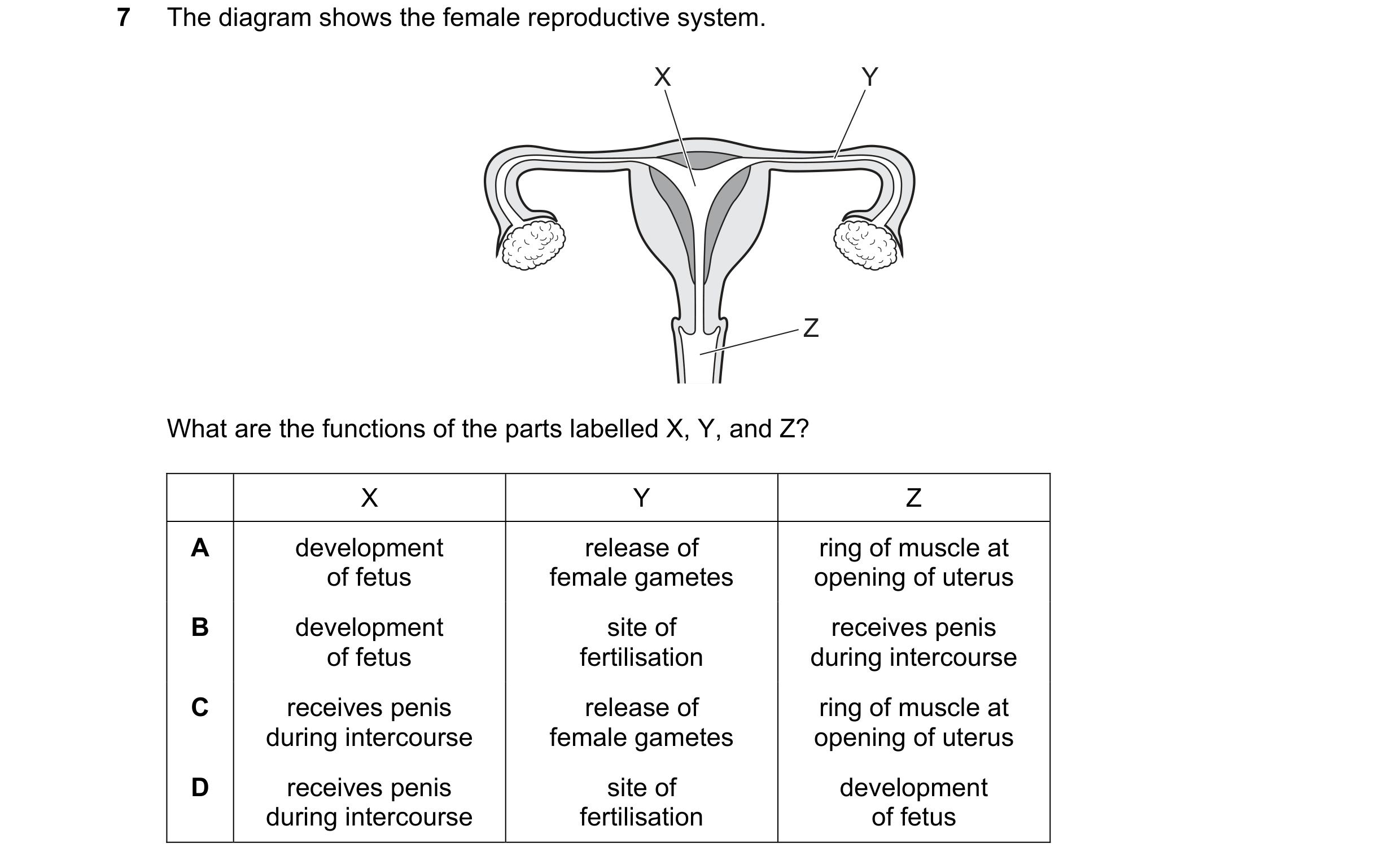 Question 15: The diagram shows the female reproductive system. X Y Z What are the functions of the parts labelled X, Y, and Z? X Y Z A development relea…