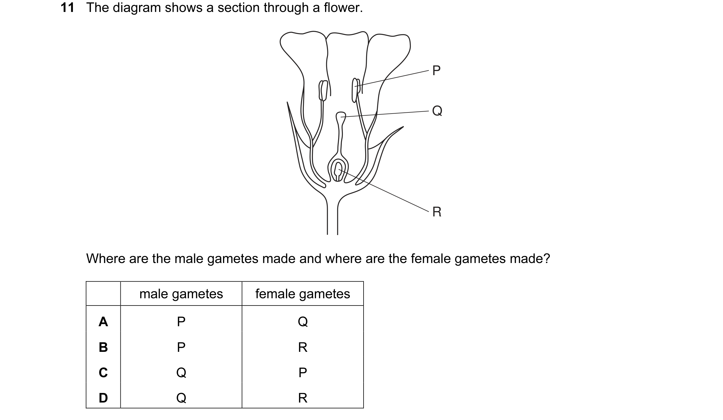 Question 25: The diagram shows a section through a flower. P Q R Where are the male gametes made and where are the female gametes made? male gametes fem…