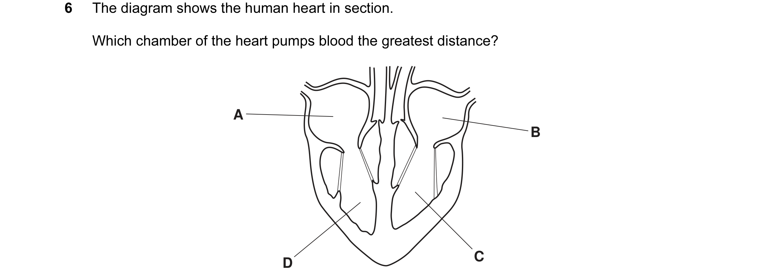 Question 12: The diagram shows the human heart in section. Which chamber of the heart pumps blood the greatest distance? A B D C