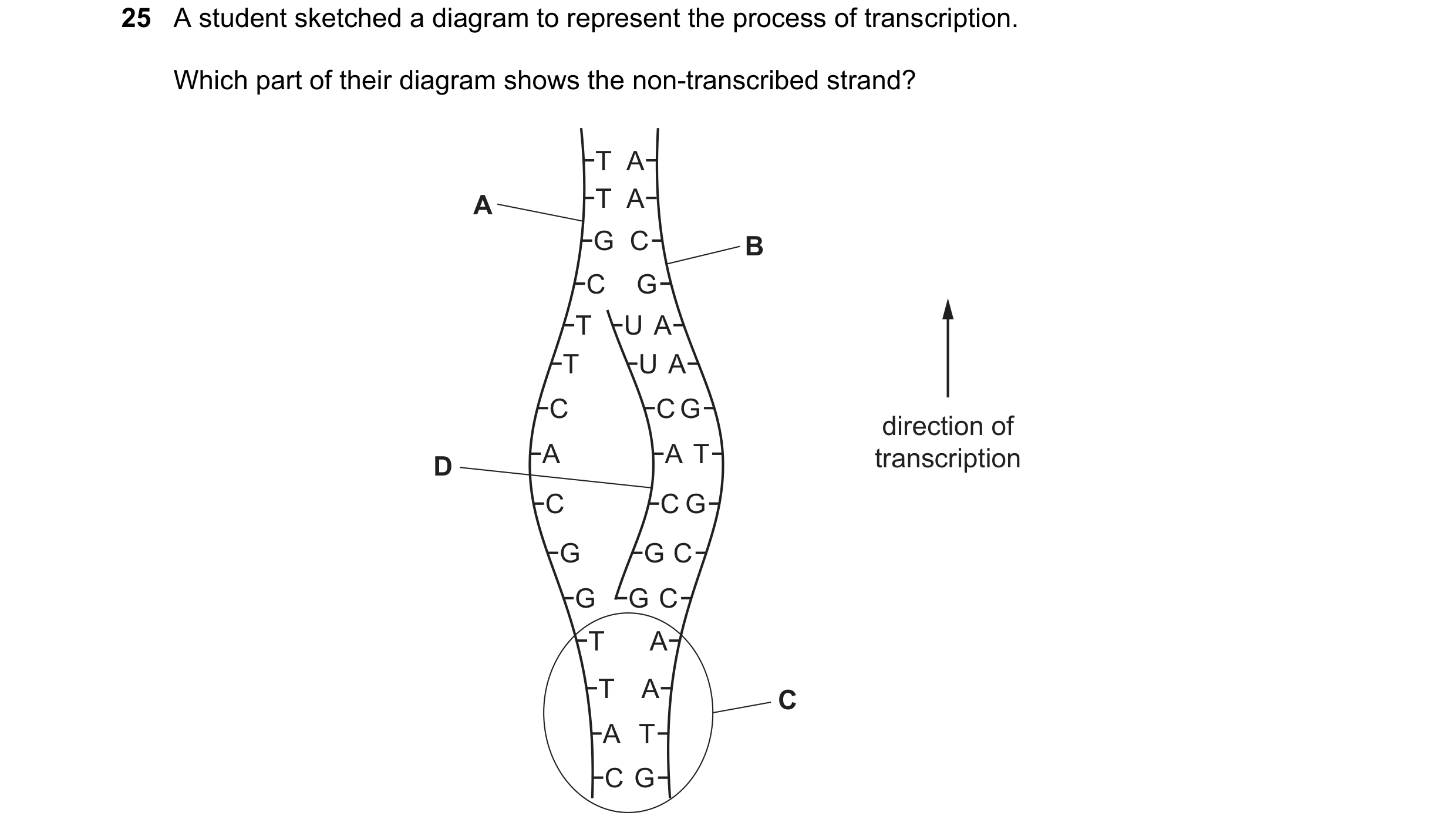 Question 144: A student sketched a diagram to represent the process of transcription. Which part of their diagram shows the non-transcribed strand? T A A…