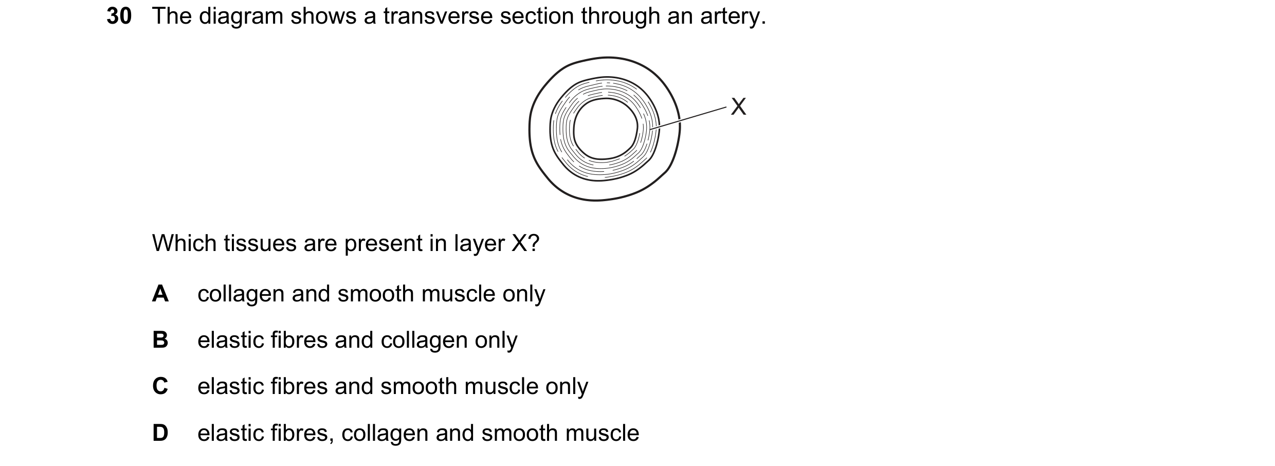 Question 122: The diagram shows a transverse section through an artery. X Which tissues are present in layer X? A collagen and smooth muscle only B elast…