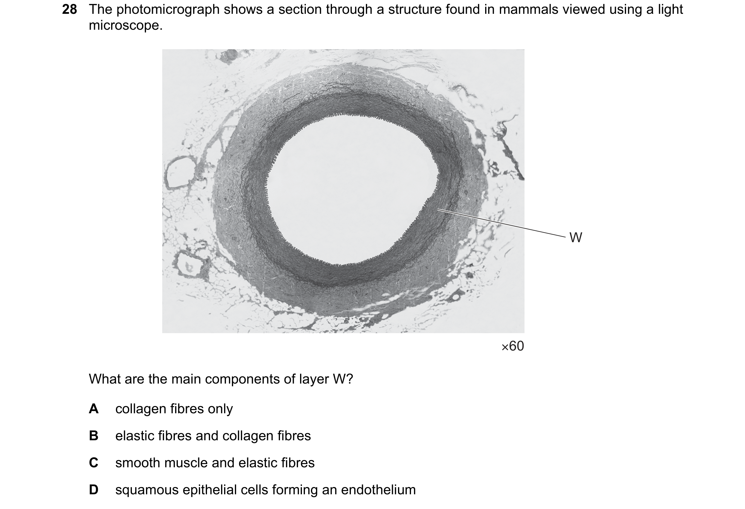Question 86: The photomicrograph shows a section through a structure found in mammals viewed using a light microscope. W ×60 What are the main component…