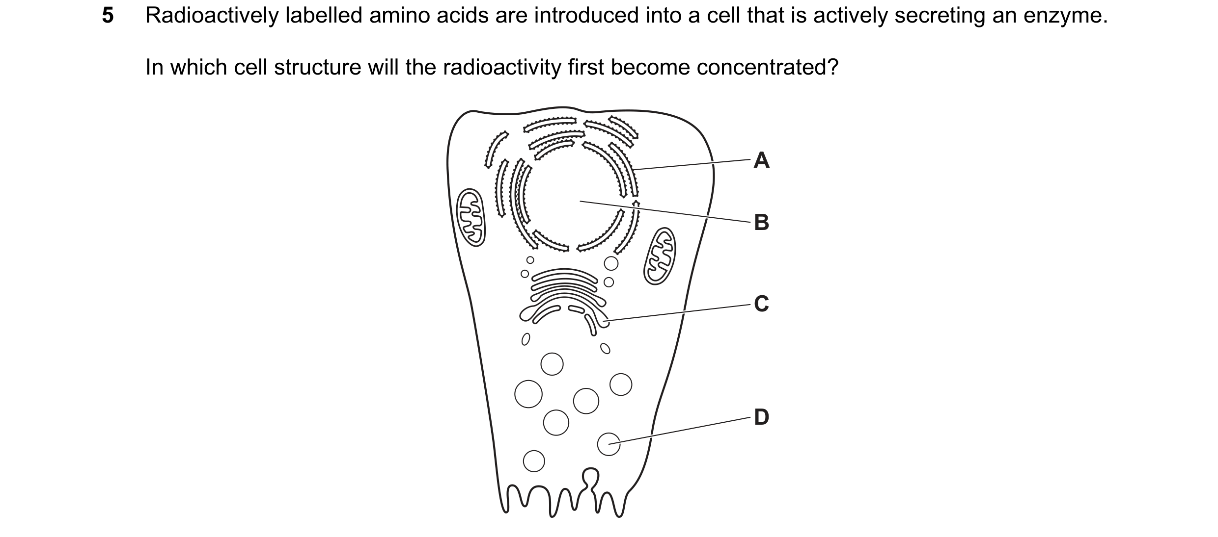 Question 209: Radioactively labelled amino acids are introduced into a cell that is actively secreting an enzyme. In which cell structure will the radioa…