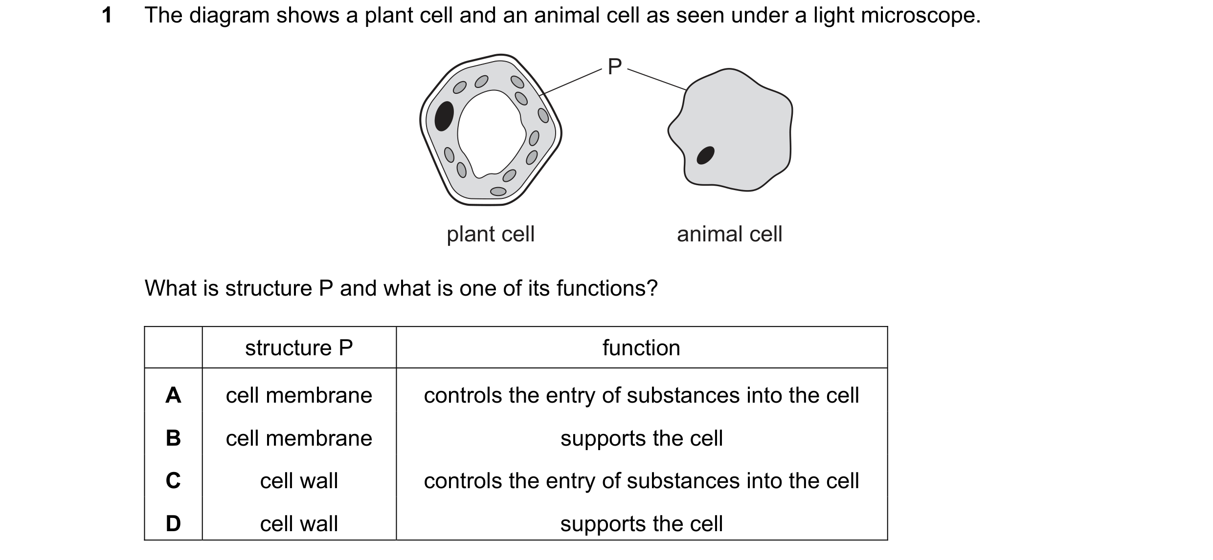Question 44: The diagram shows a plant cell and an animal cell as seen under a light microscope. P plant cell animal cell What is structure P and what i…