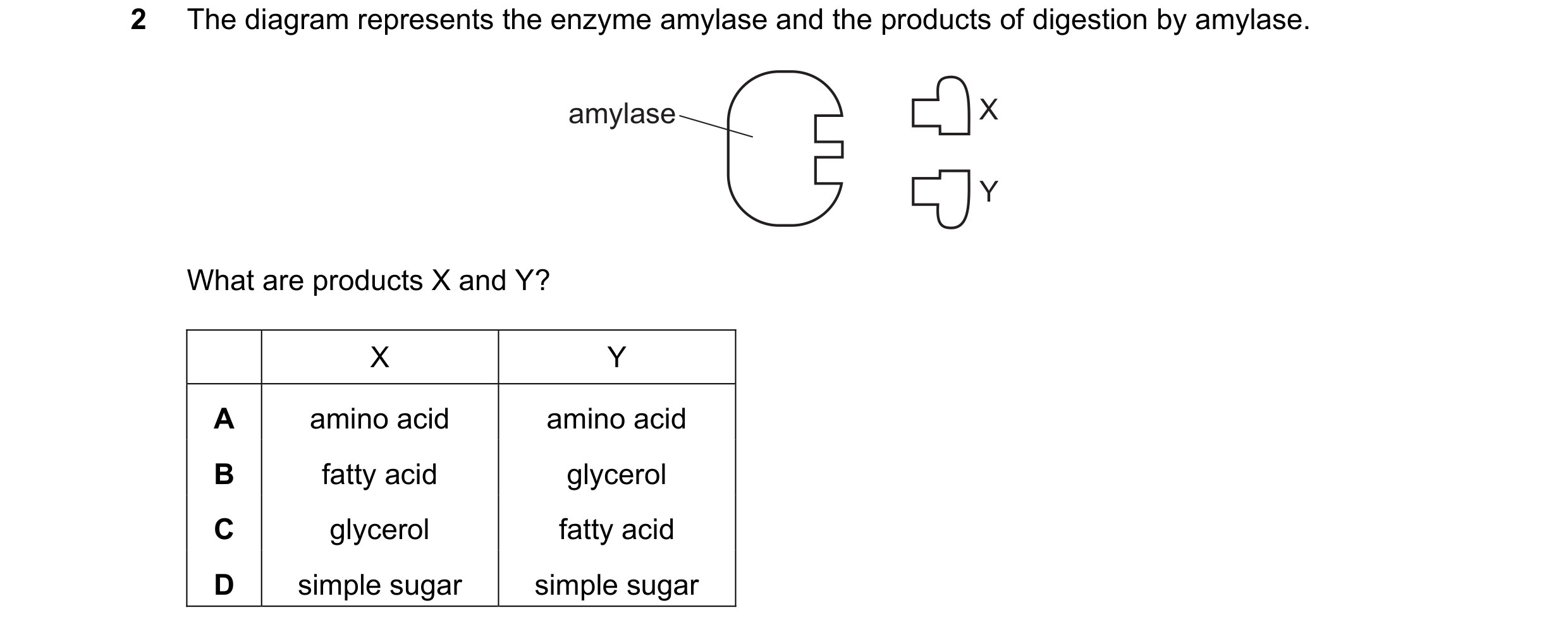 Question 35: The diagram represents the enzyme amylase and the products of digestion by amylase. amylase X Y What are products X and Y? X Y A amino acid…