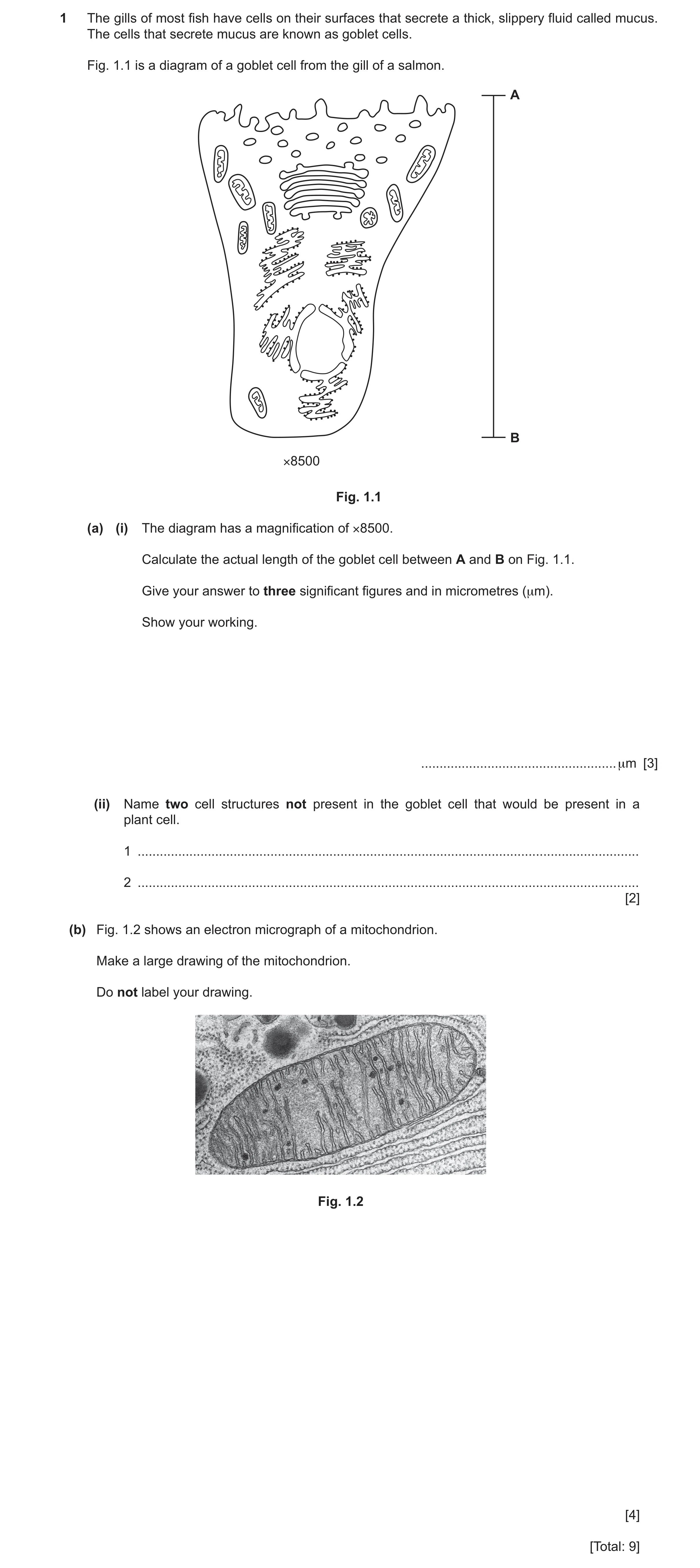 Question 11: The gills of most fish have cells on their surfaces that secrete a thick, slippery fluid called mucus. The cells that secrete mucus are kno…