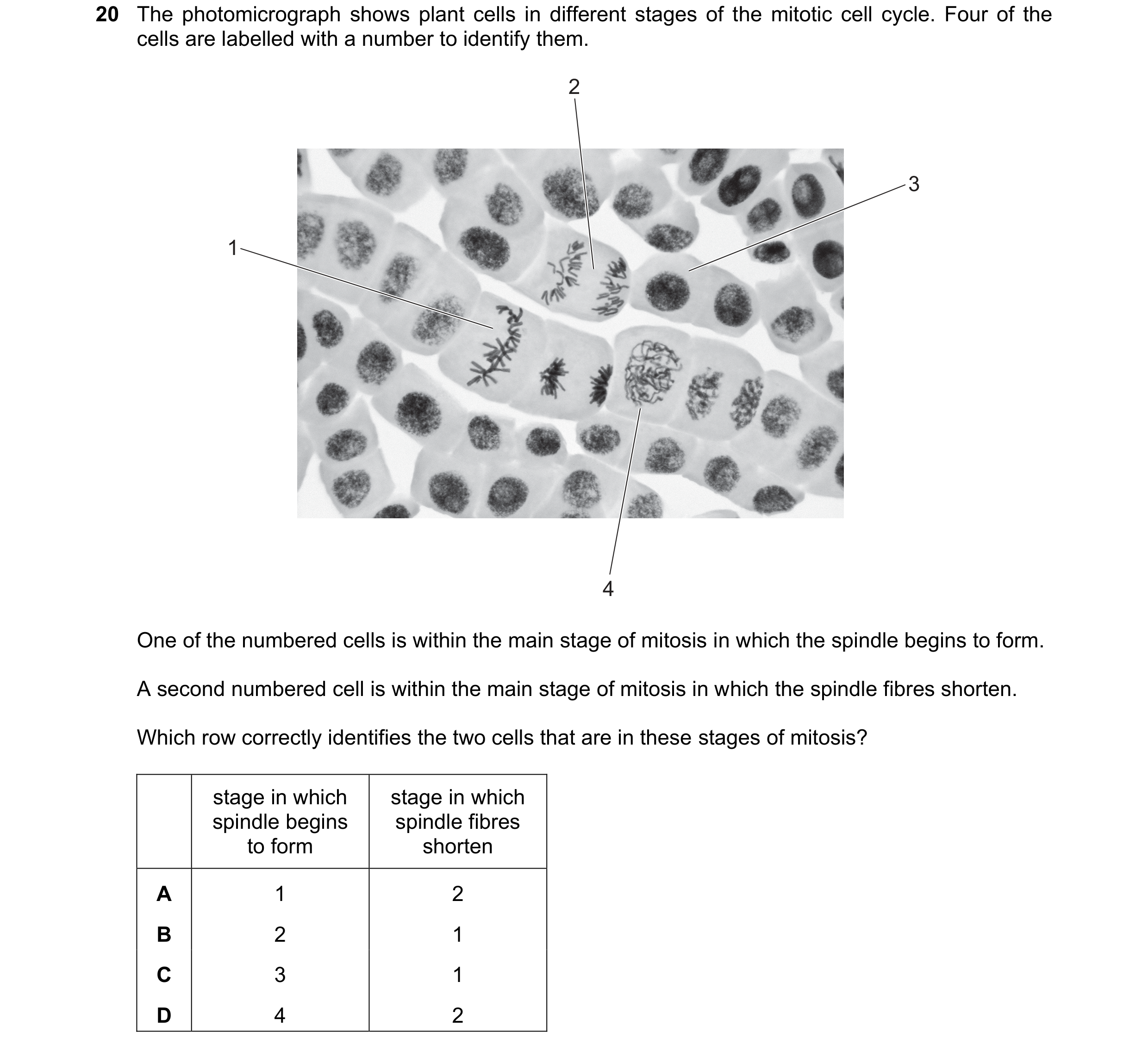 Question 126: The photomicrograph shows plant cells in different stages of the mitotic cell cycle. Four of the cells are labelled with a number to identi…