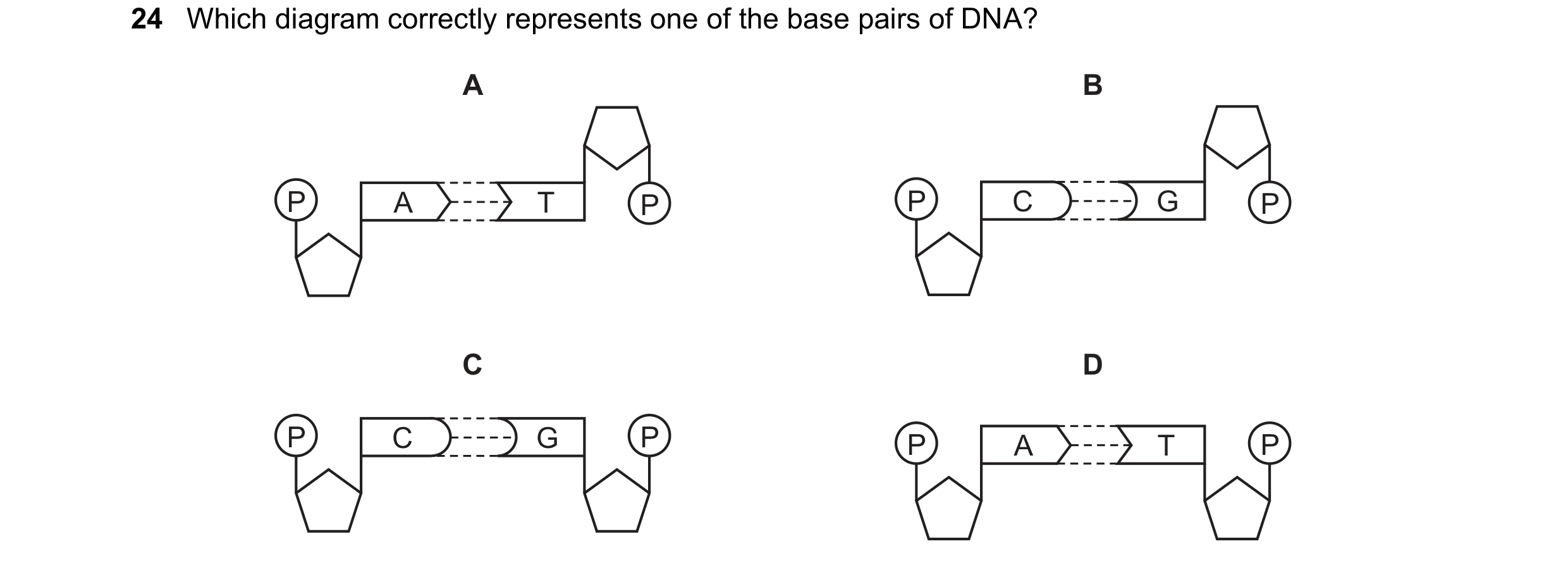 Question 221: Which diagram correctly represents one of the base pairs of DNA? A B P A T P P C G P C D P C G P P A T P